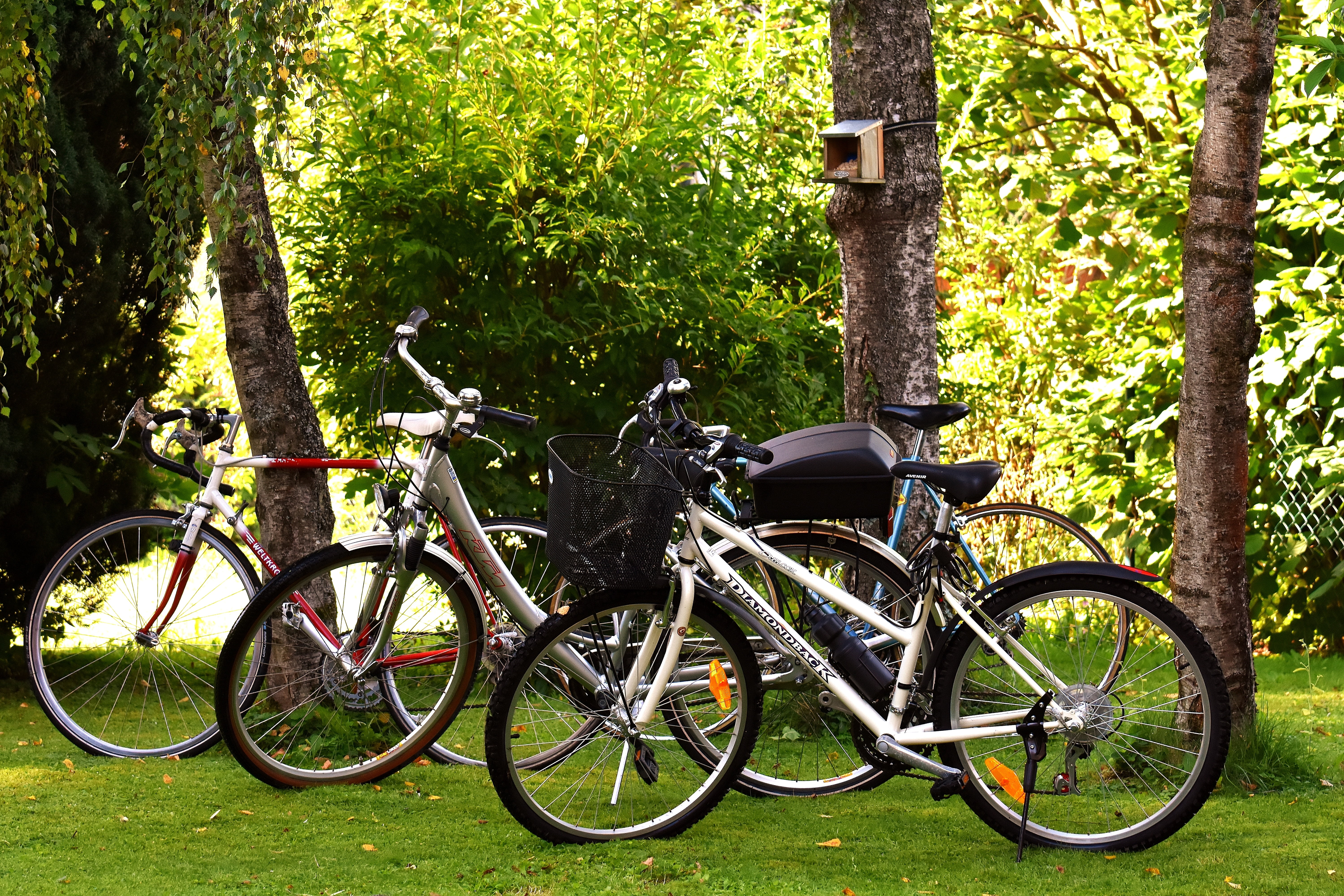 more, cycling, bicycle tour, grass, bike ride, stationary, outdoors, sport, park, forest, park - man made space, bike, bicycle, meadow, mode of transportation, HD Wallpaper