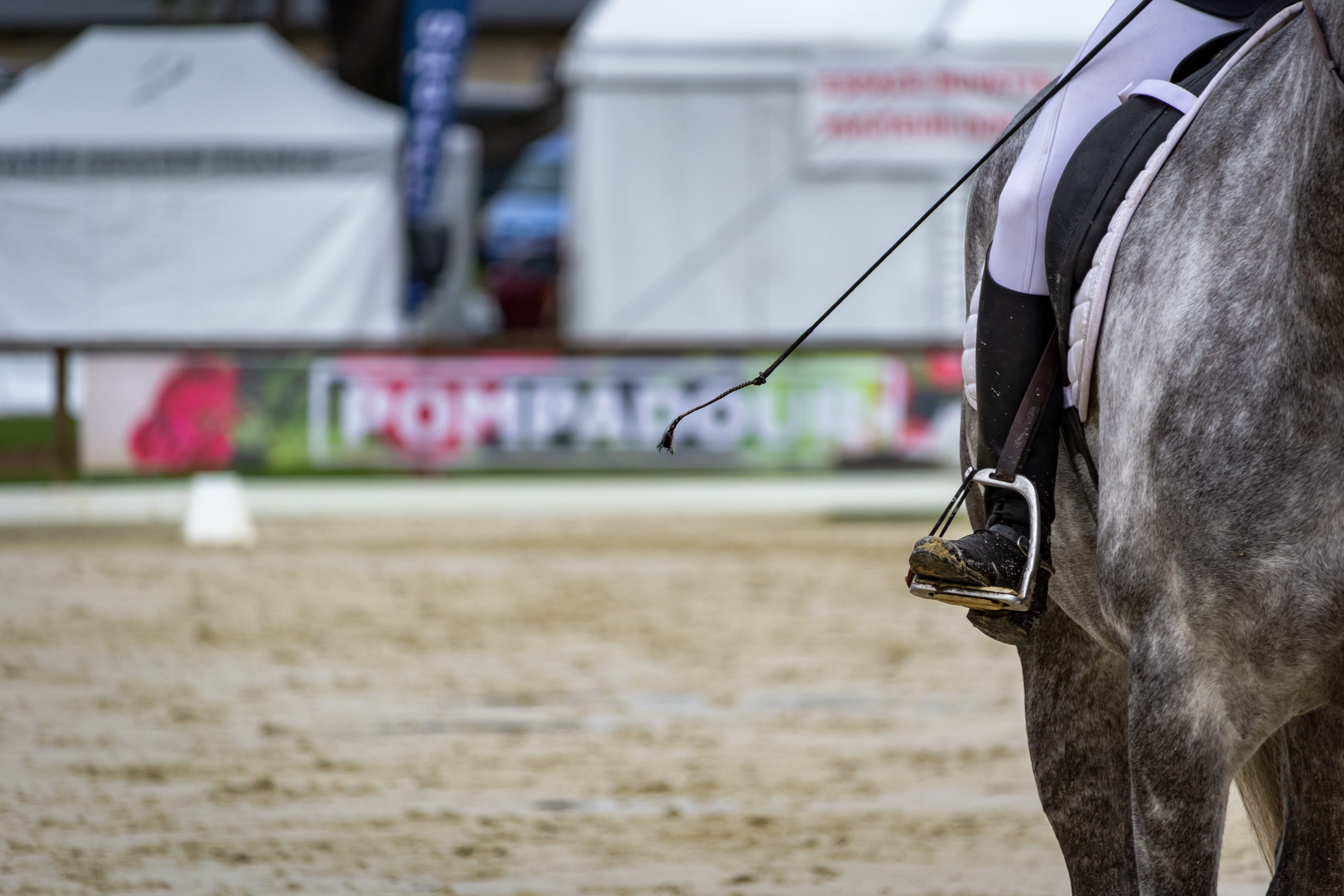 jumper, cavalry, pets, equine, pompadour, day, standard, pure-blood, vertebrate, no people, mammals, animals, nature, mammal, dressage, western, animal head, HD Wallpaper