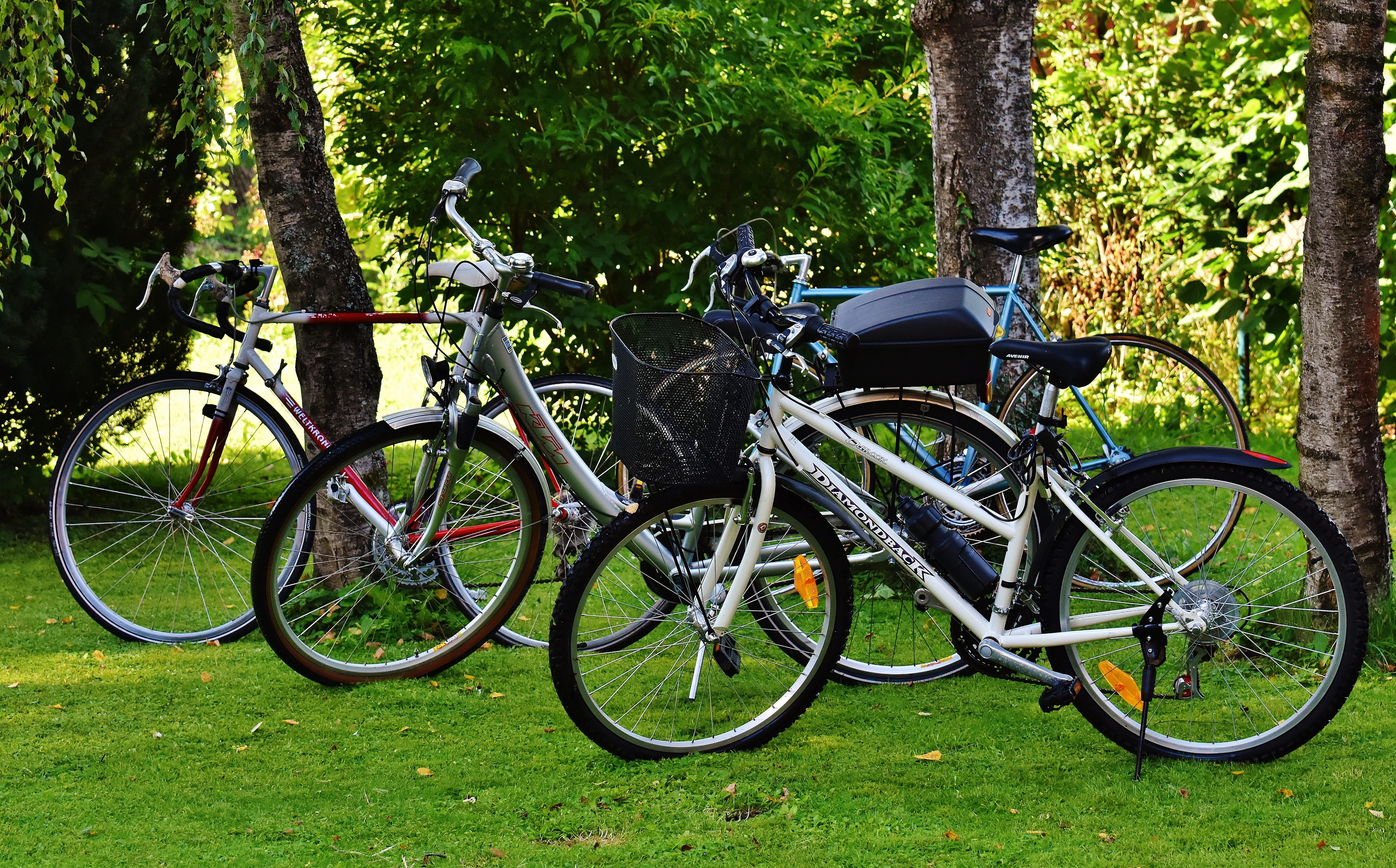 bicycles, bicycle, plant, more, meadow, stationary, grass, bicycle tour, land vehicle, nature, 5K, cycle, no people, healthy, day, wheel, leisure, tree trunk, HD Wallpaper