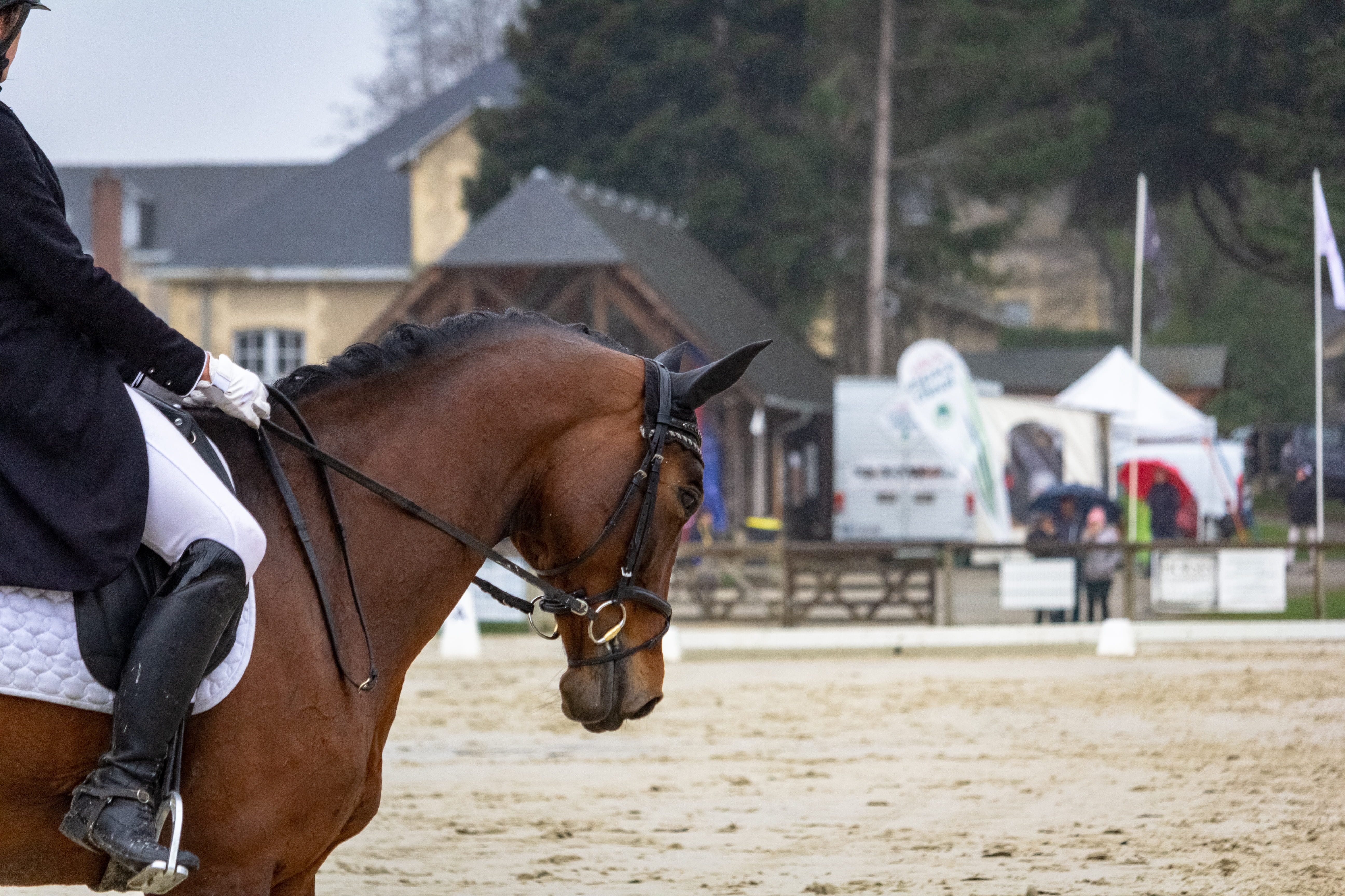 equine, hippologie, riding, mammals, 5K, bridle, domestic, animals, jumper, mammal, nature, working animal, animal, horse, standard, pets, equestrian, HD Wallpaper