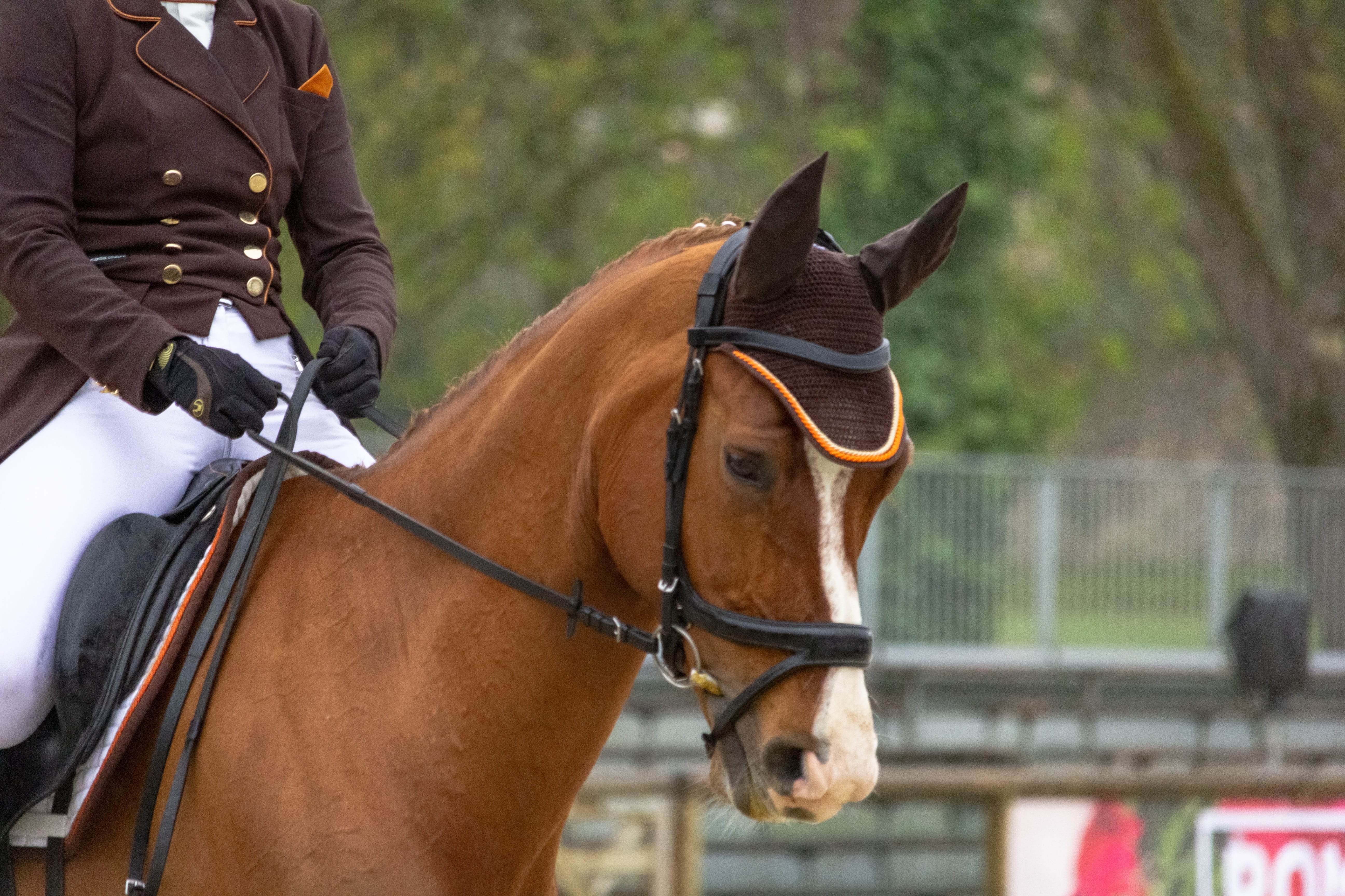 hippologie, nature, western, equestrian, bridle, riding, 5K, cavalry, knight, equine, mammals, domestic, one person, mane, domestic animals, livestock, HD Wallpaper