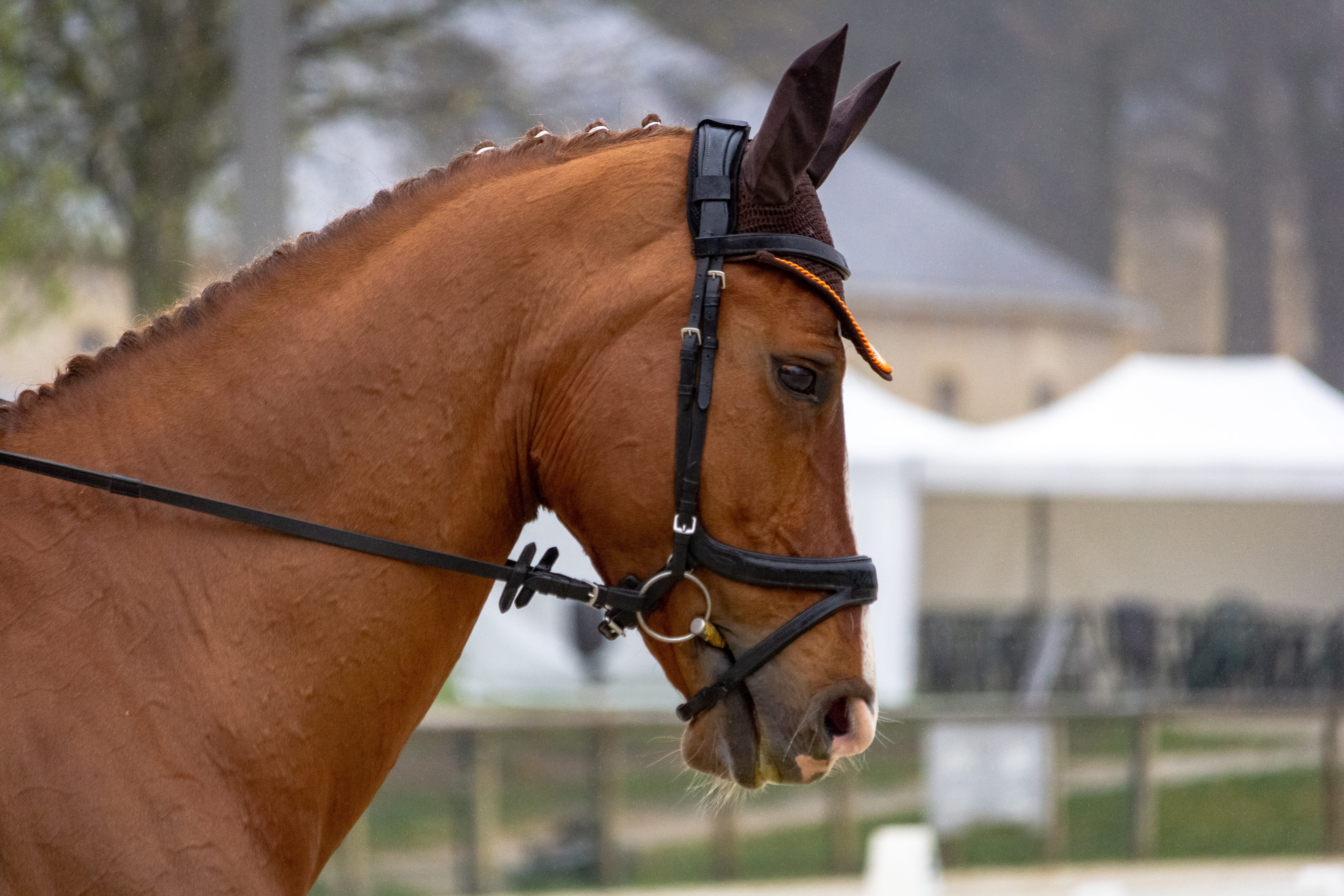 jumper, animal, vertebrate, pets, mane, western, outdoors, standard, mammals, equestrian, focus on foreground, domestic, mammal, working animal, horseback riding, HD Wallpaper