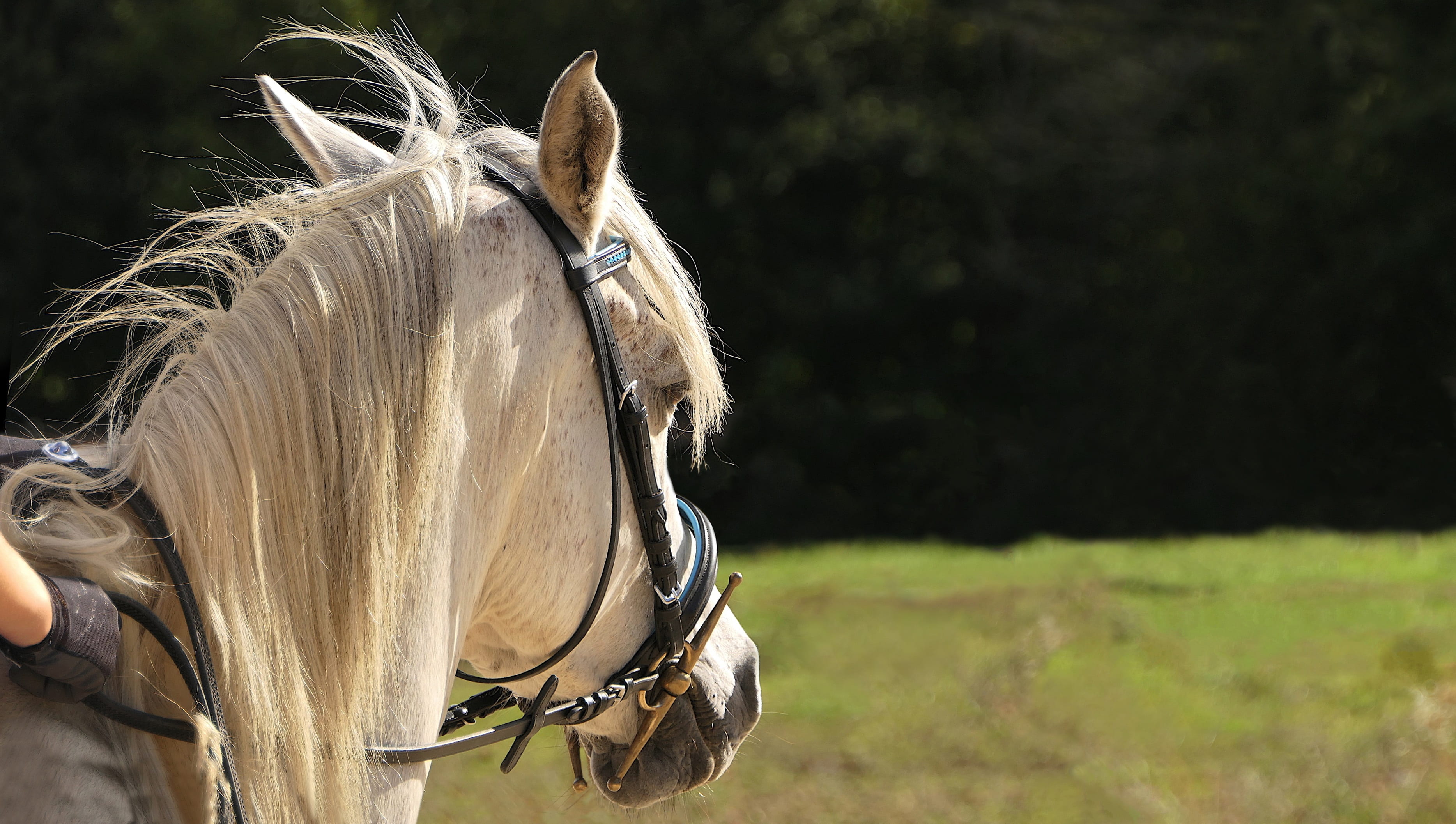 herbivorous, pure arab blood, nature, day, equine, domestic animals, livestock, focus on foreground, pets, white, near, one animal, working animal, domestic, HD Wallpaper