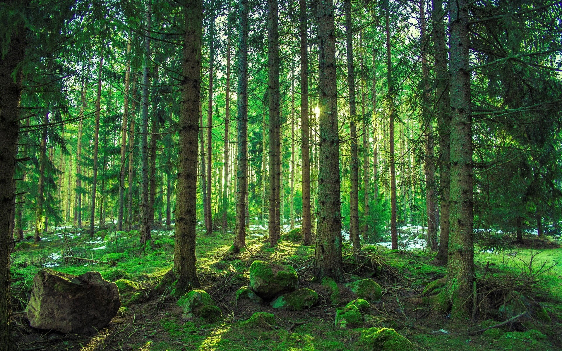 tranquil scene, plant, nature, scenics - nature, lush foliage, day, streaming, non-urban scene, bamboo - plant, forest, woodland, 1080P, desktop backgrounds  nature 1920x1200, HD Wallpaper