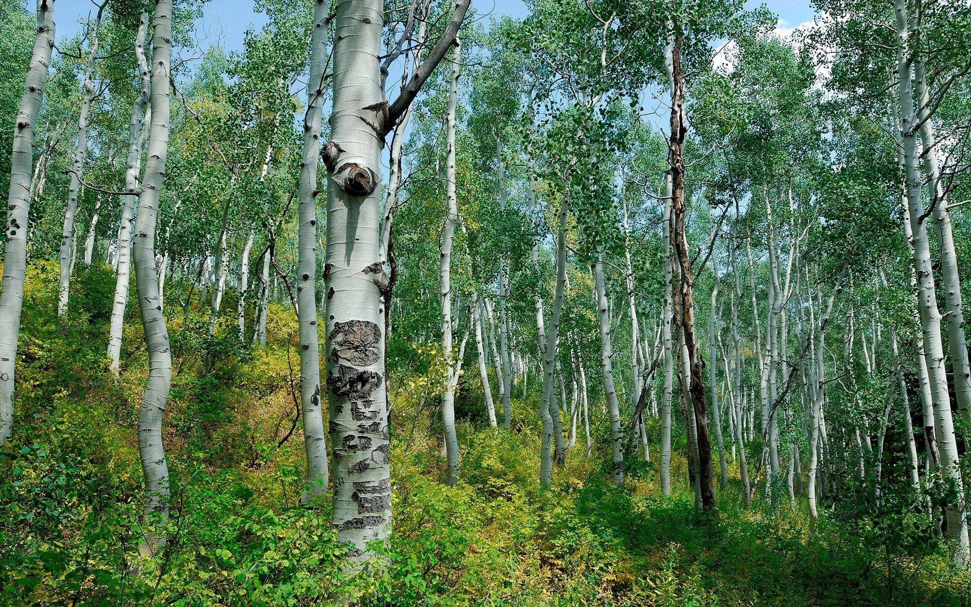 1080P, tree, no people, green color, bamboo - plant, woodland, tranquility, nature  for desktop background 1920x1200, forest, scenics - nature, non-urban scene, HD Wallpaper