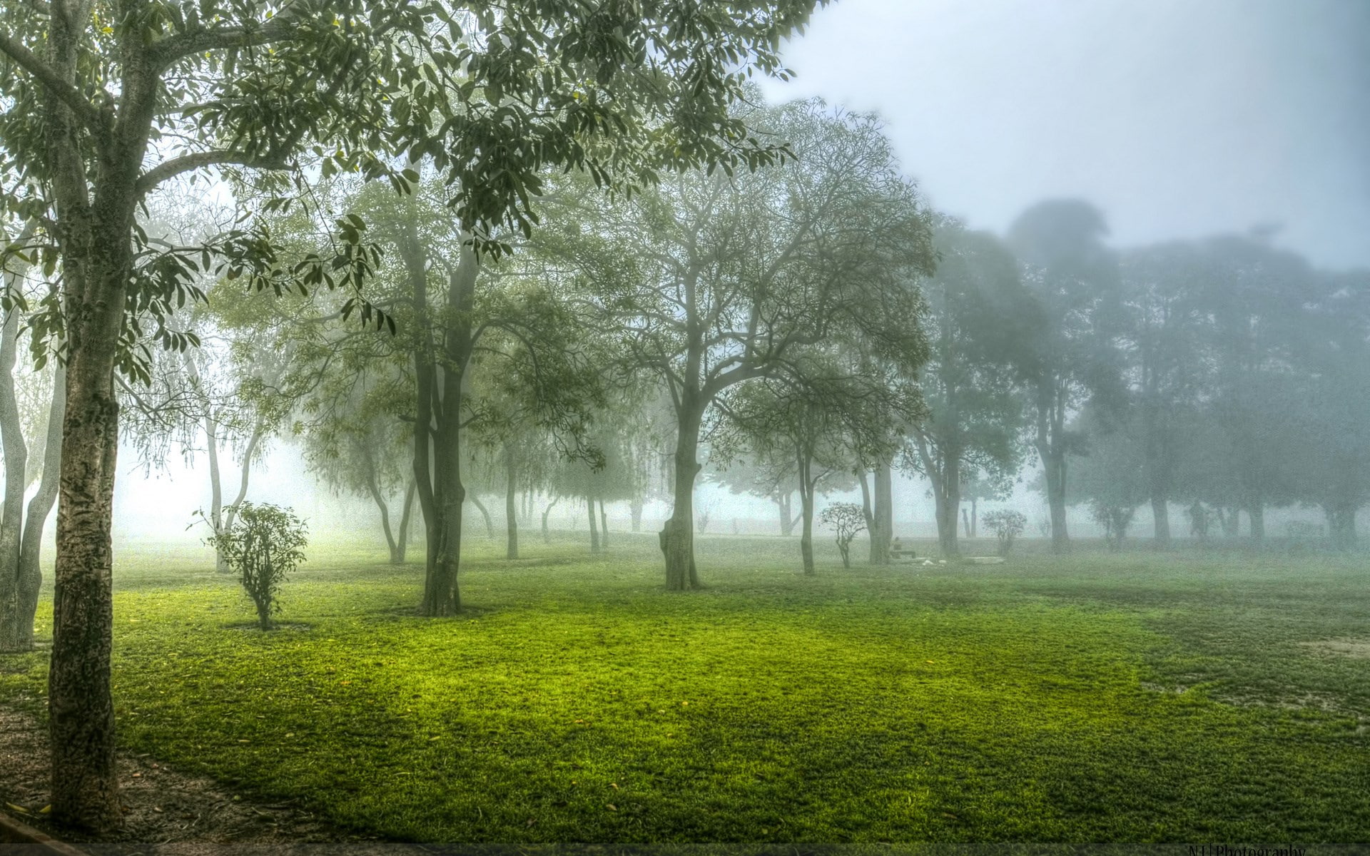 green color, tree, nature screen backgrounds 1920x1200, land, no people, beauty in nature, outdoors, plant, field, nature, 1080P, day, tranquil scene, HD Wallpaper