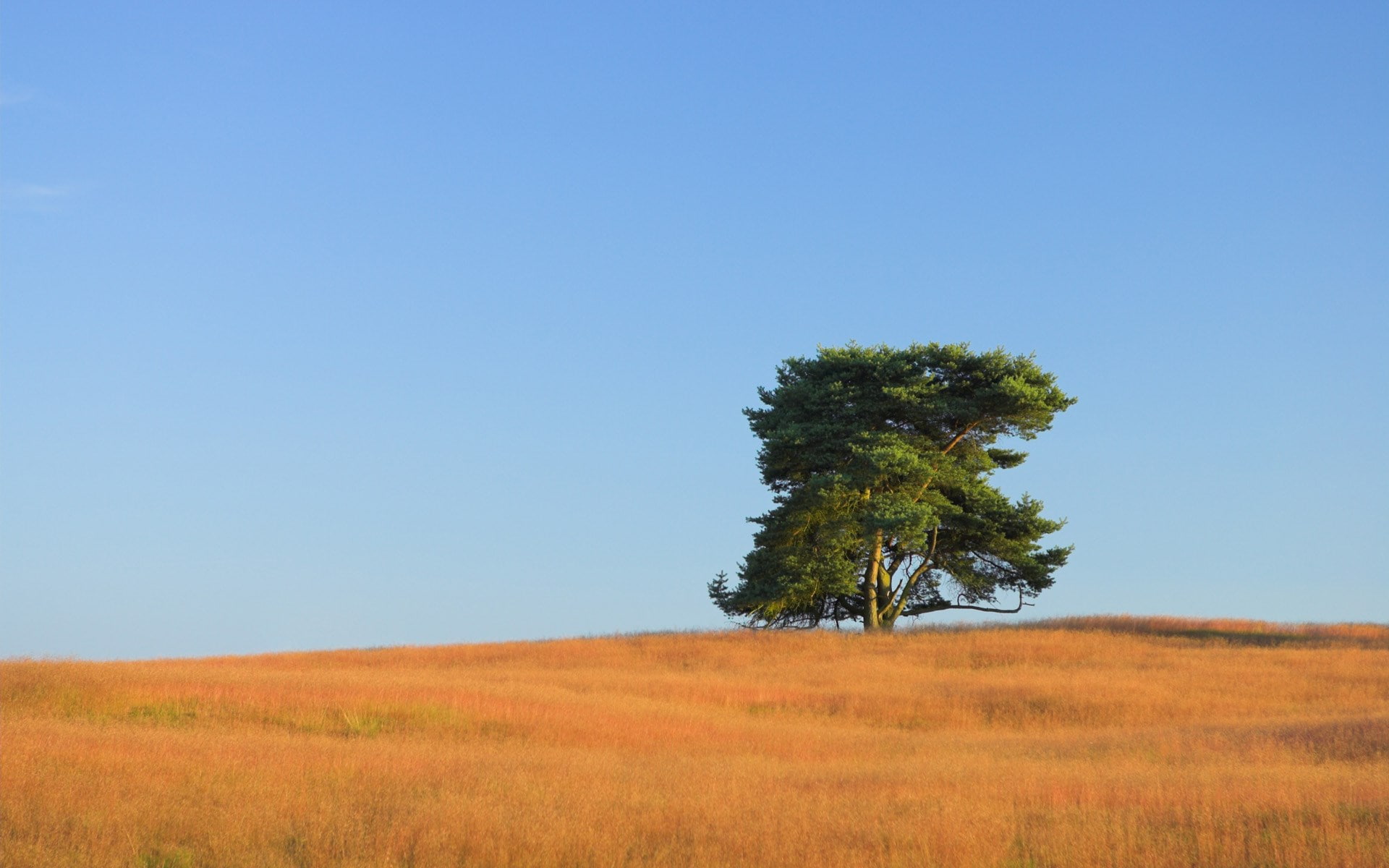 blue, beauty in nature, day, scenics - nature, prairie, non-urban scene, landscape, environment, background hd nature pics 1920x1200, outdoors, grass, copy space, HD Wallpaper
