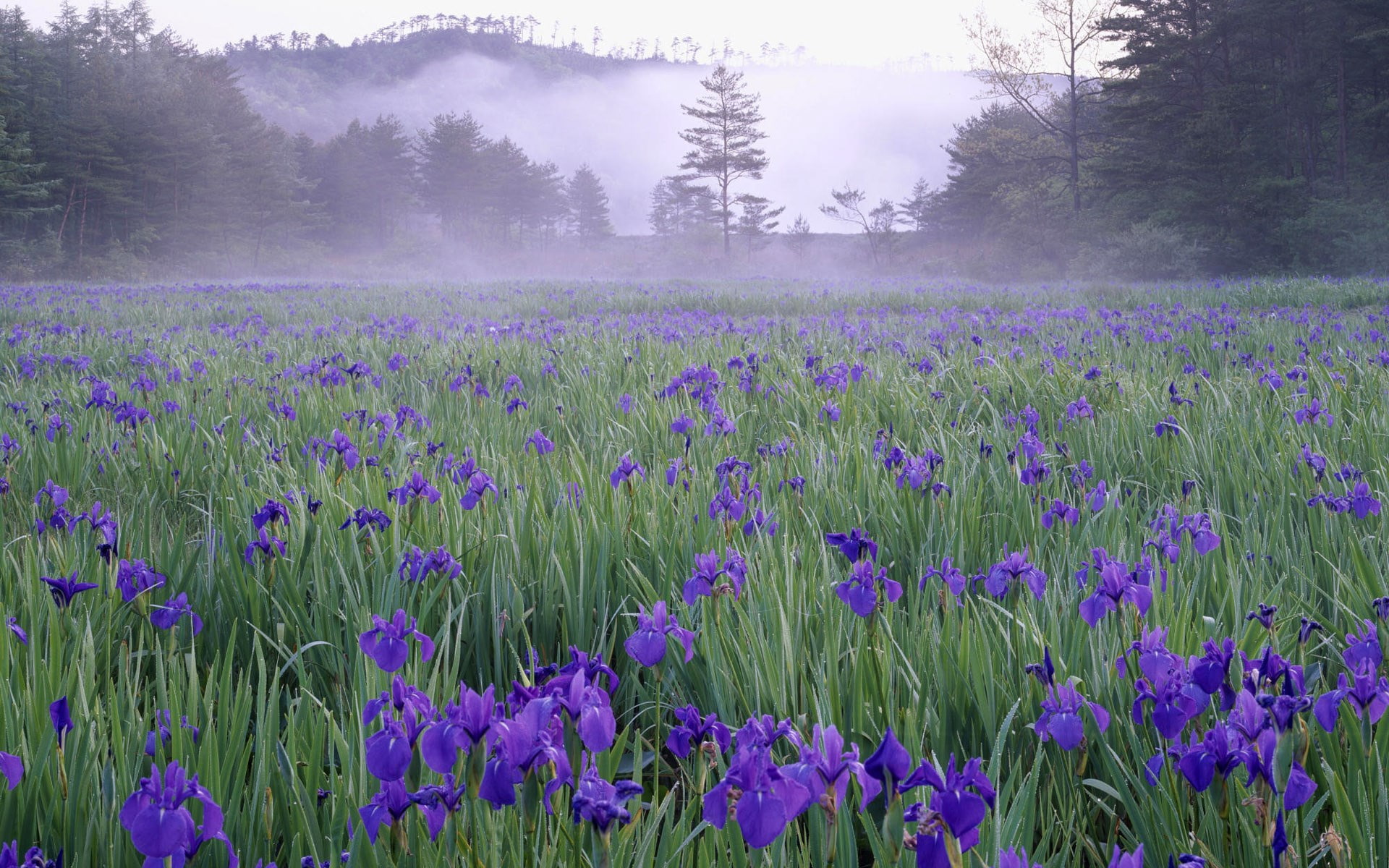 1080P, background hd nature pics 1920x1200, HD Wallpaper