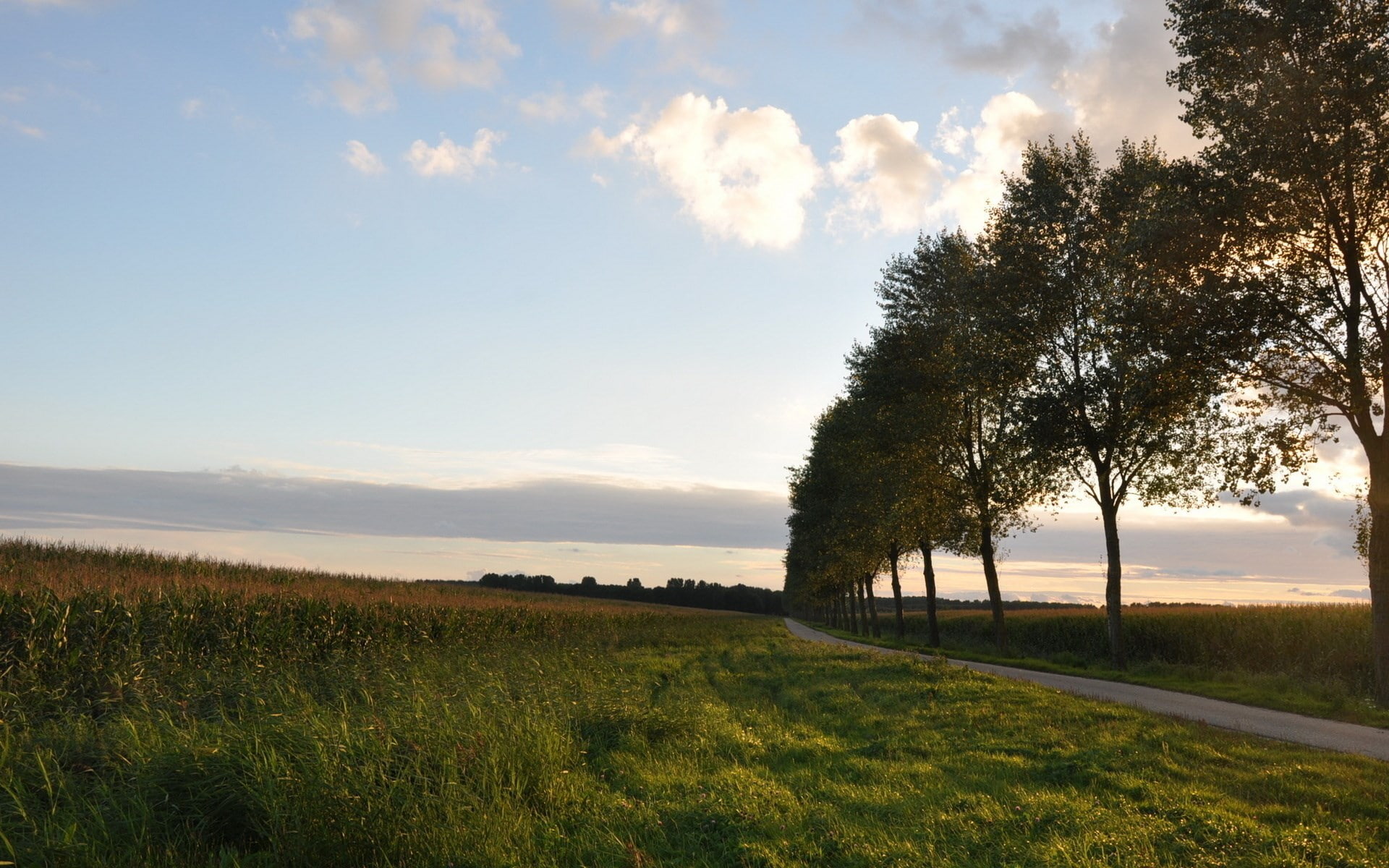 plant, rural scene, background hd nature pics 1920x1200, tree, tranquility, no people, growth, tranquil scene, land, 1080P, nature, landscape, beauty in nature, HD Wallpaper