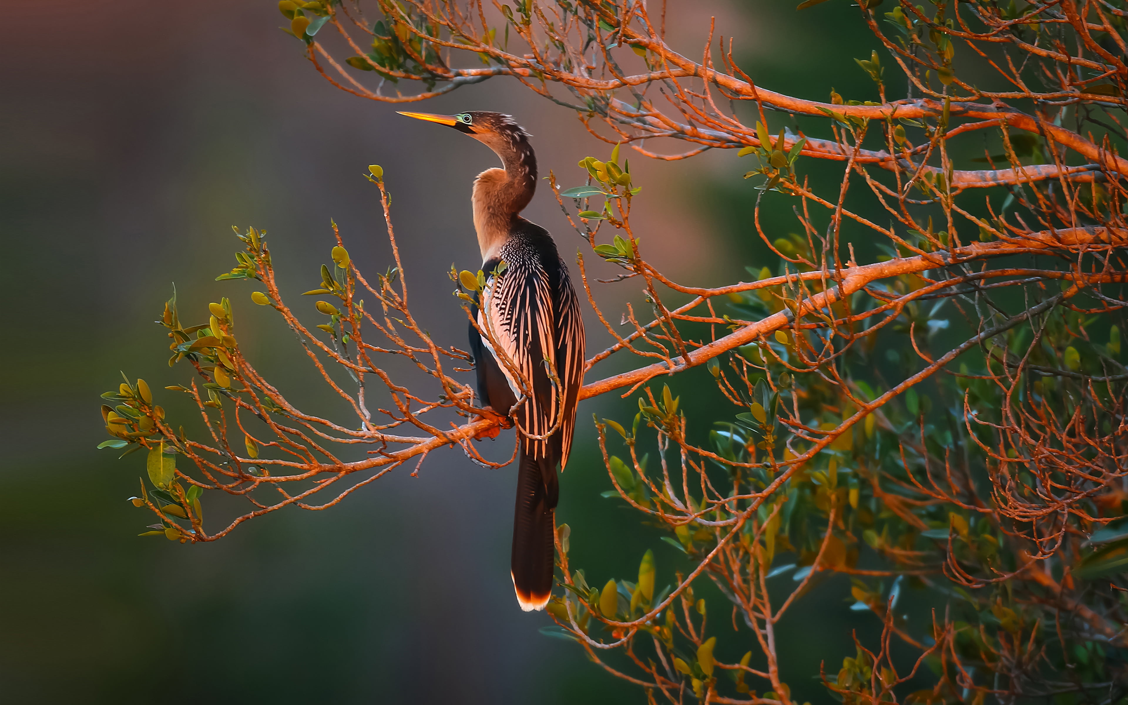 plant, hot, beauty in nature, k, water, 4K, anhinga, animal, america, hd, outdoors, perching, one animal, branch, american, turkey, e, close-up, HD Wallpaper