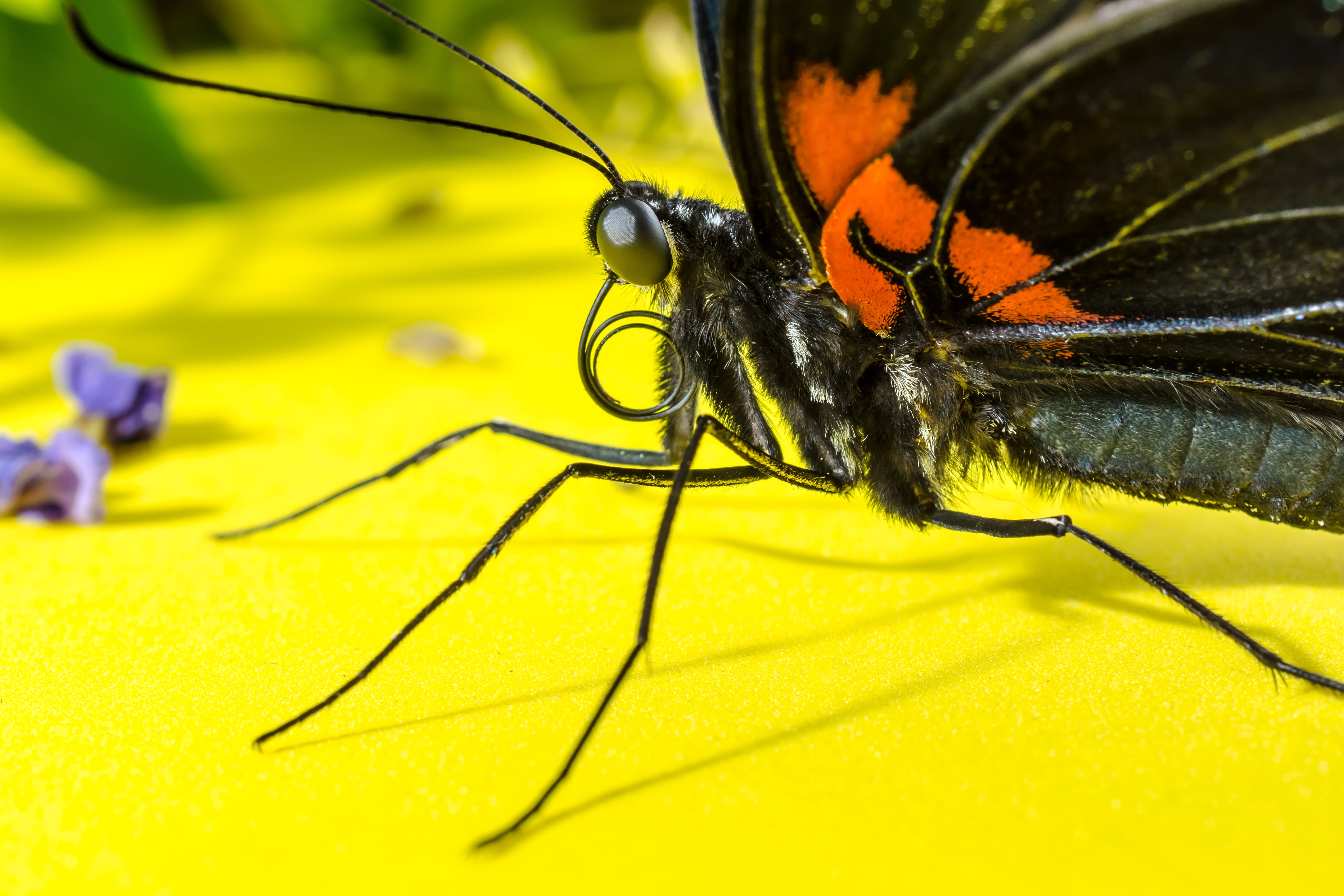 no people, macro, close-up, Eyes, flower, proboscis, yellow, animal wildlife, animal leg, animal wing, flowering plant, Insect, animals in the wild, animal themes, HD Wallpaper