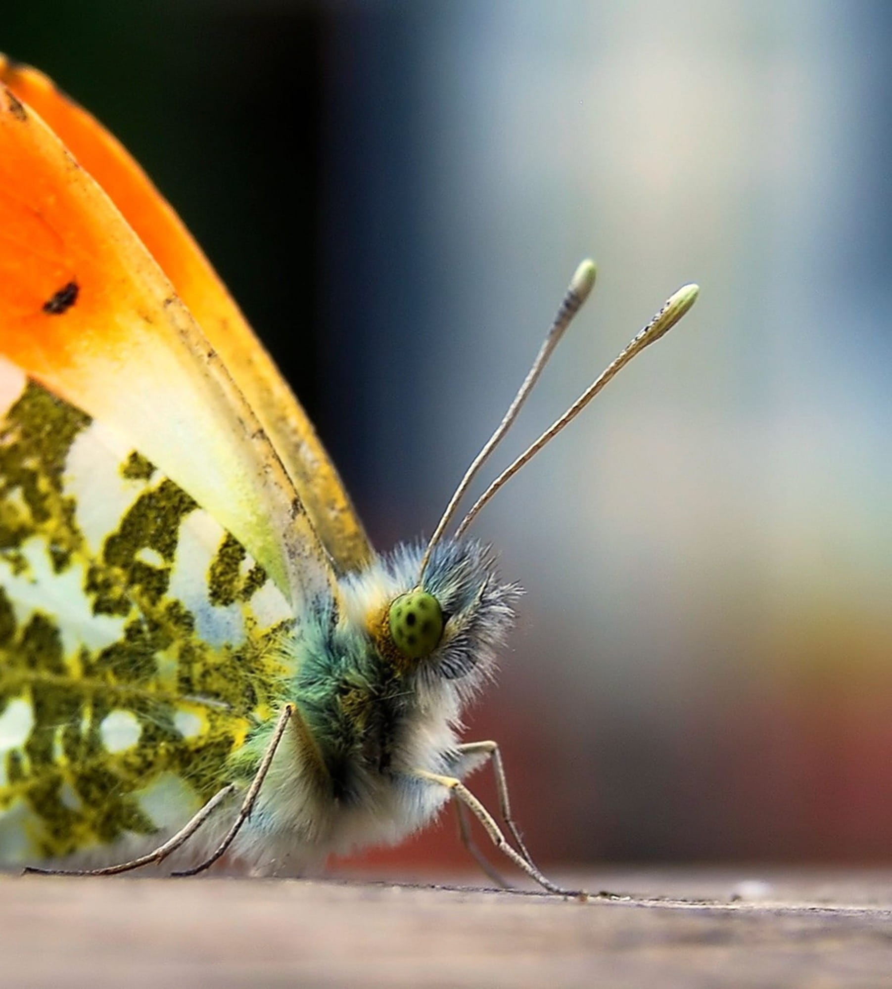 animals in the wild, animal eye, zoology, blue orange, animal Wing, invertebrate, insect, wildlife, 1080P, fragility, colorful, one animal, close-up, animal themes, Phone HD Wallpaper
