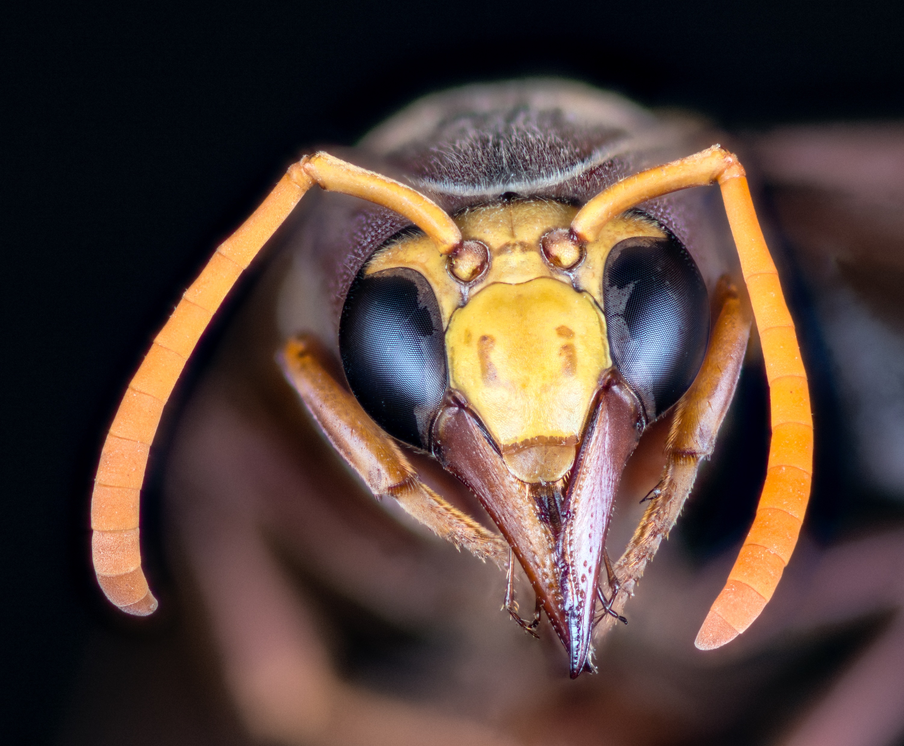 mandibles, upper jaw, 2K, animal wildlife, studio shot, hornet, animal themes, black background, yellow, focus on foreground, animal body part, animal skull, HD Wallpaper