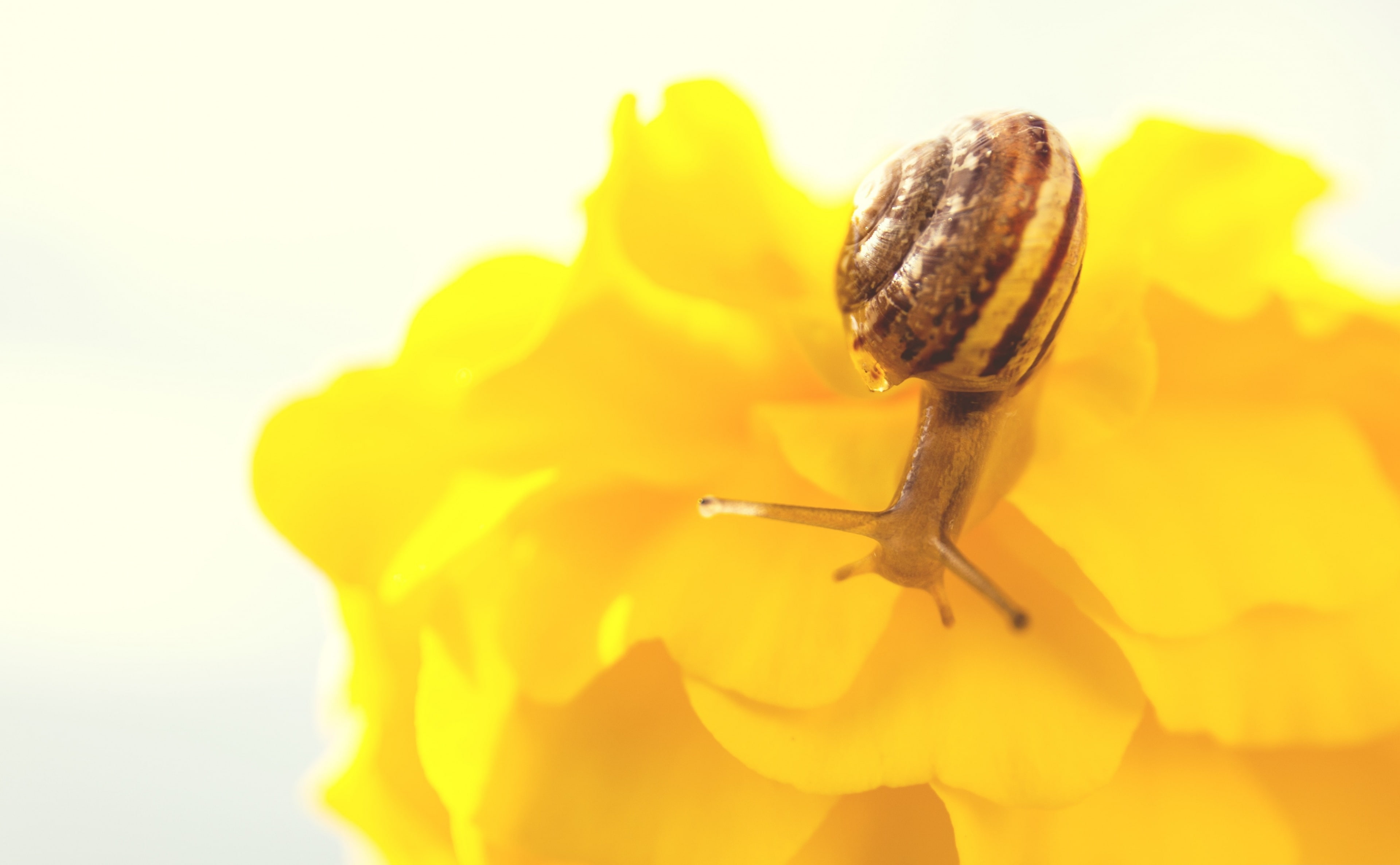 one animal, Others, Animals, animal, Close, fragility, Flower, vulnerability, invertebrate, small, close-up, animal shell, Shell, slowly, animals in the wild, HD Wallpaper