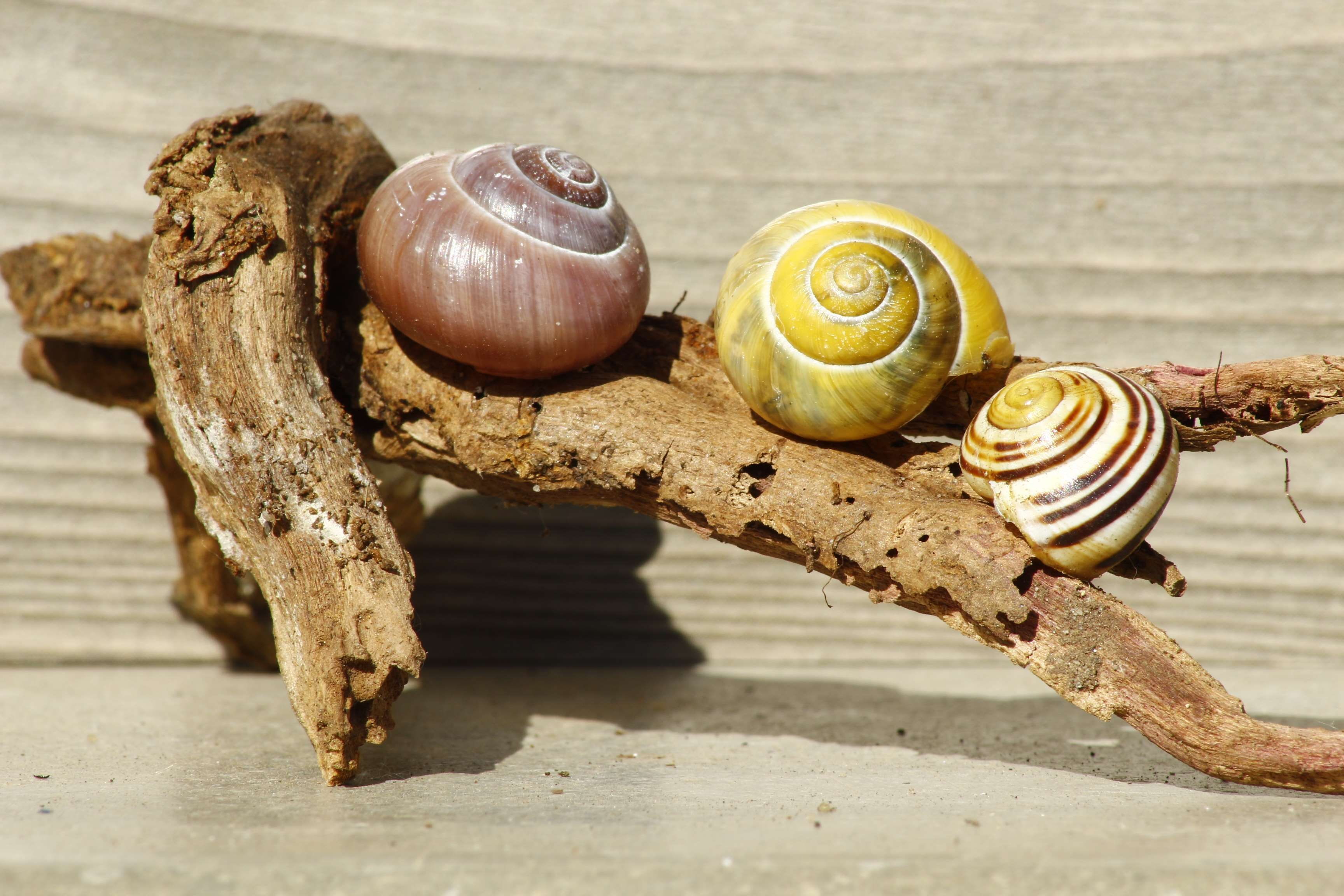 close, wood - material, snail shells, mollusk, animal wildlife, day, snail, wood, animal, two animals, 2K, outdoors, invertebrate, group of animals, crawling, HD Wallpaper