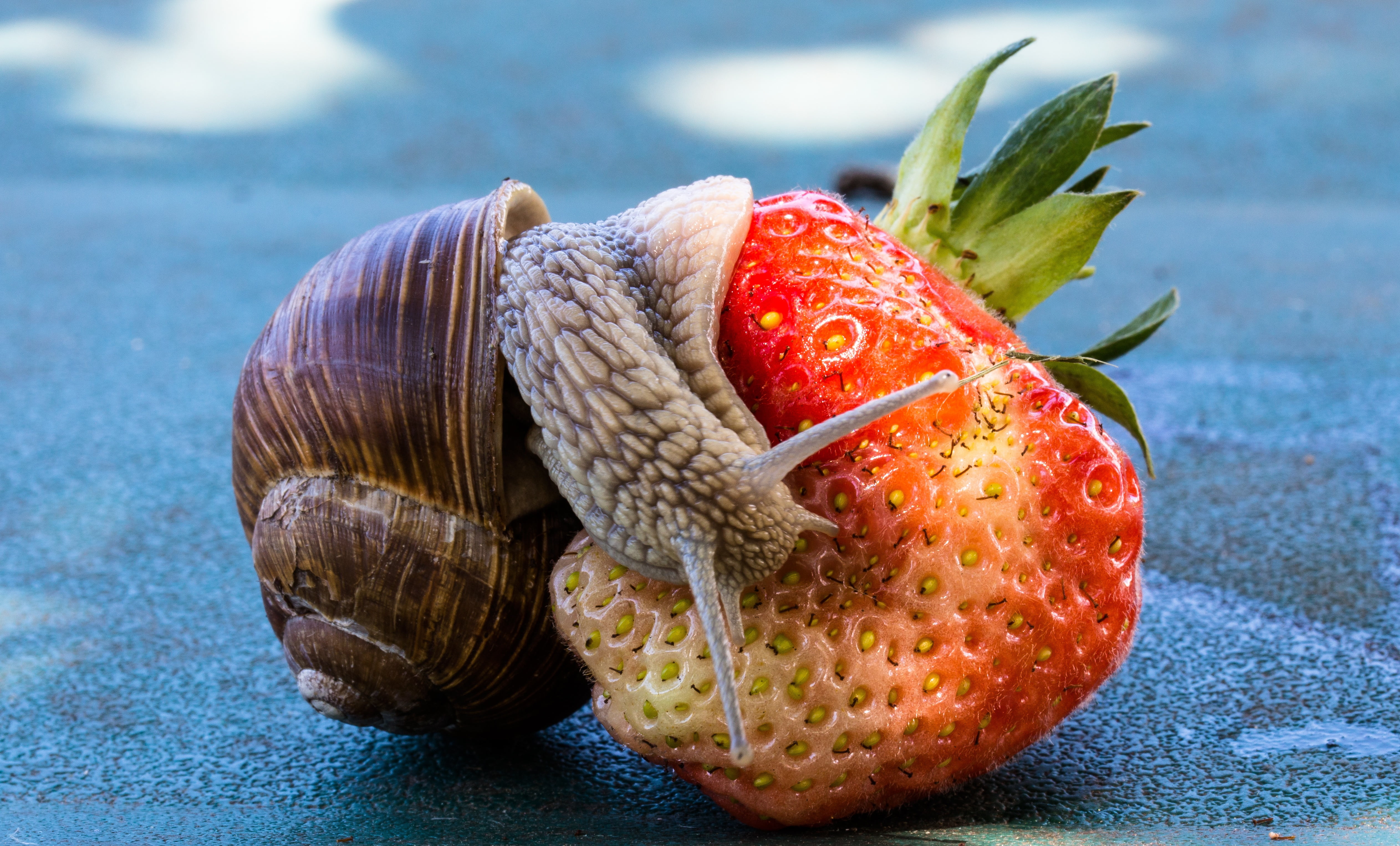 soft focus, group of objects, ripe, mucus, fruit, garden, wellbeing, red, dessert, healthy eating, reptile, 4K, snail, brown, food and drink, animal shell, HD Wallpaper