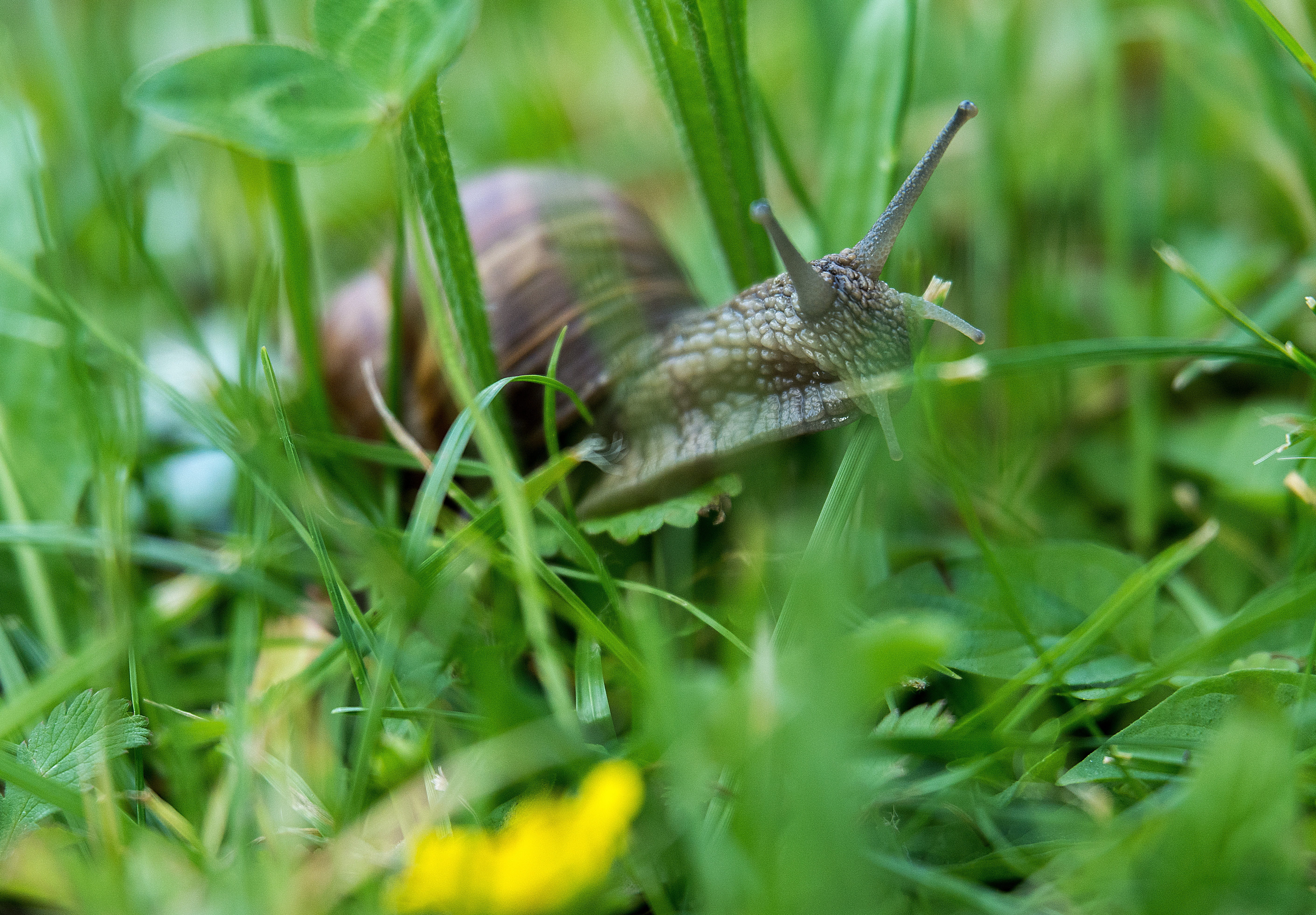 reptile, summer, selective focus, halm, animal themes, beauty in nature, creature, green Color, housing, crawling, Snail, gastropod, Nature, day, crawl, HD Wallpaper