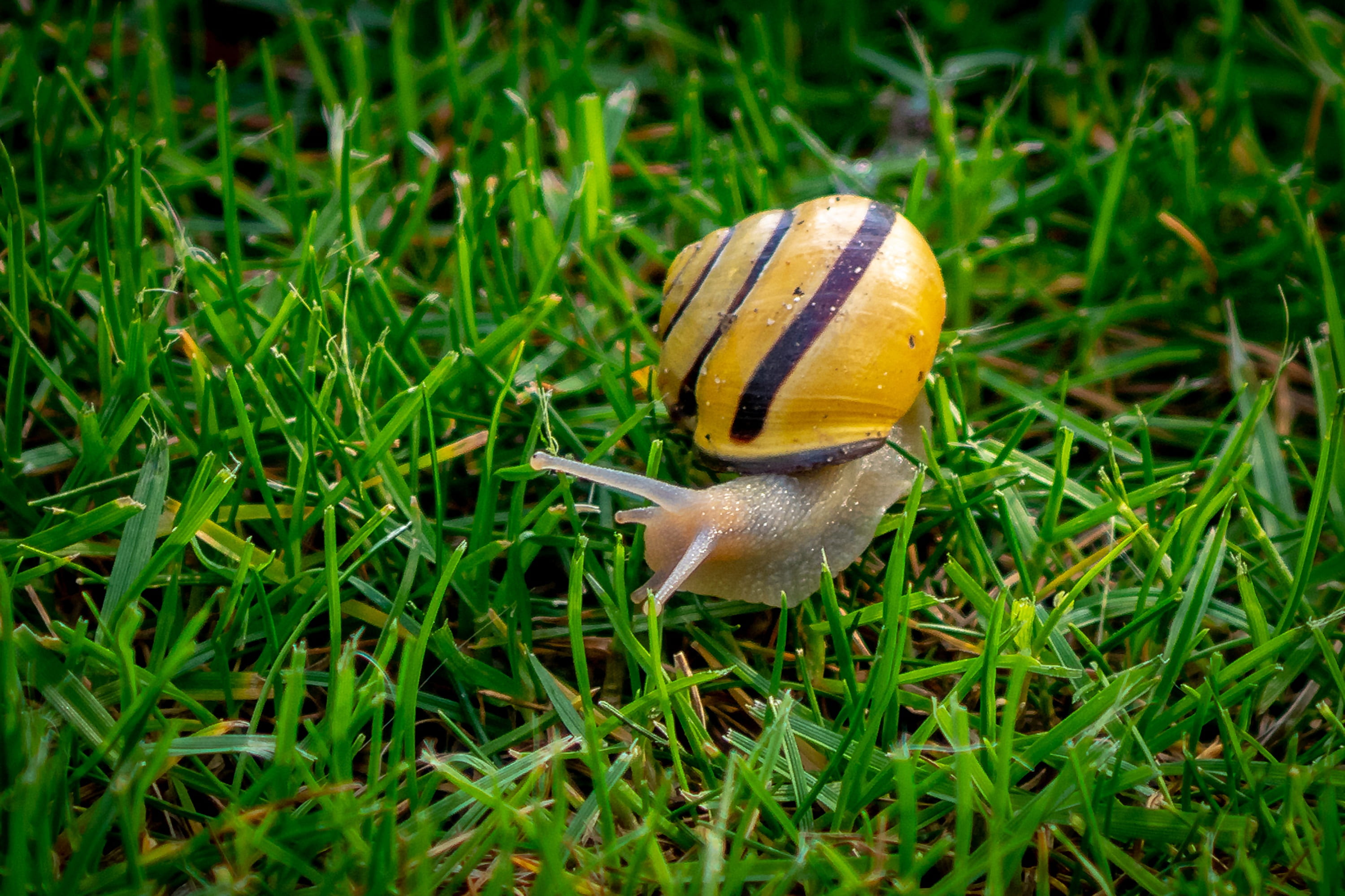 invertebrate, snail, close-up, nature, growth, crawl, no people, animal themes, outdoors, mollusk, close, housing supporting country snail, reptile, grass, HD Wallpaper