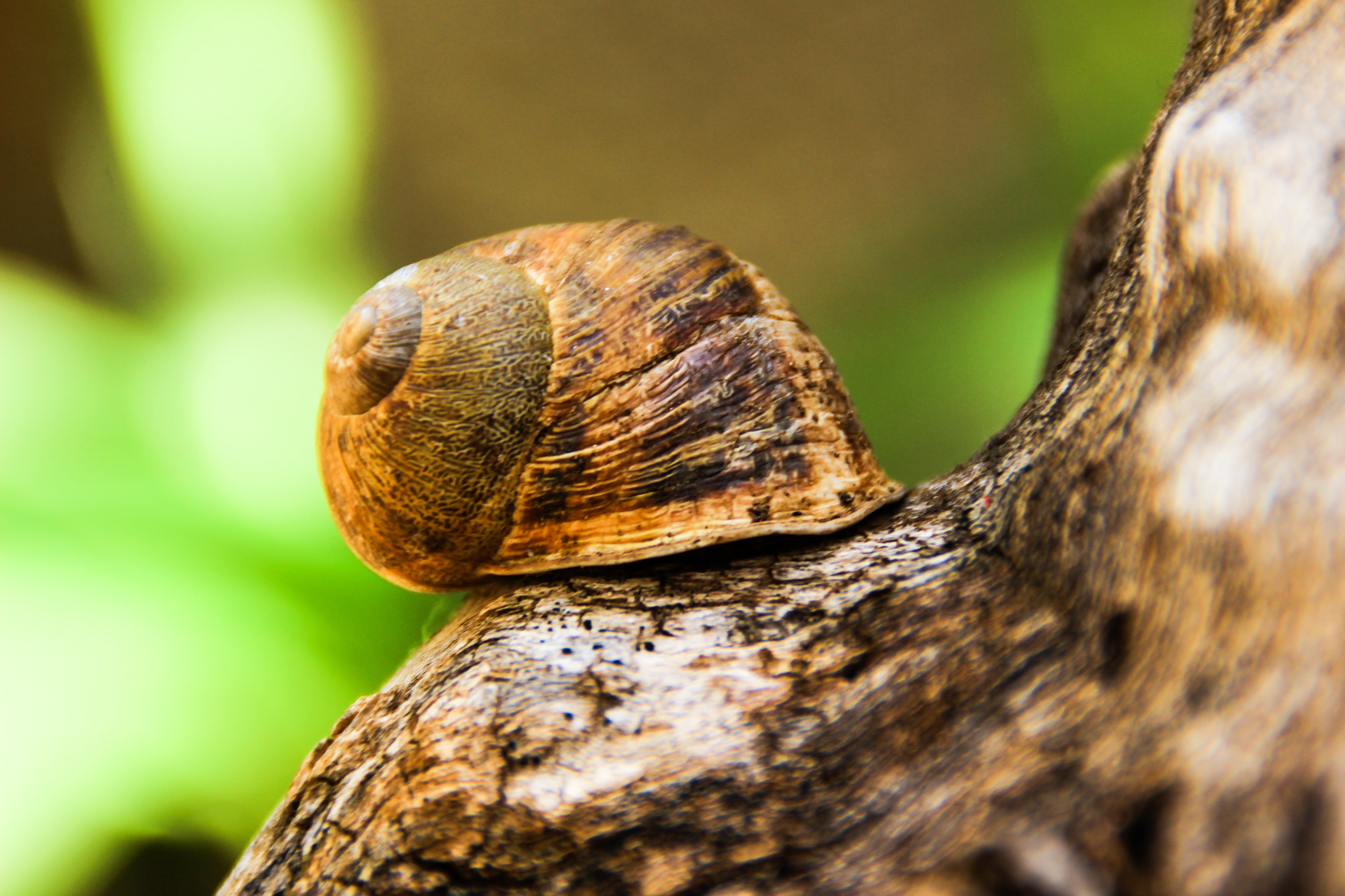 slug, outdoors, no people, tree trunk, shell, forest, animal, gastropod, animal Shell, wildlife, slimy, focus on foreground, selective focus, plant bark, HD Wallpaper