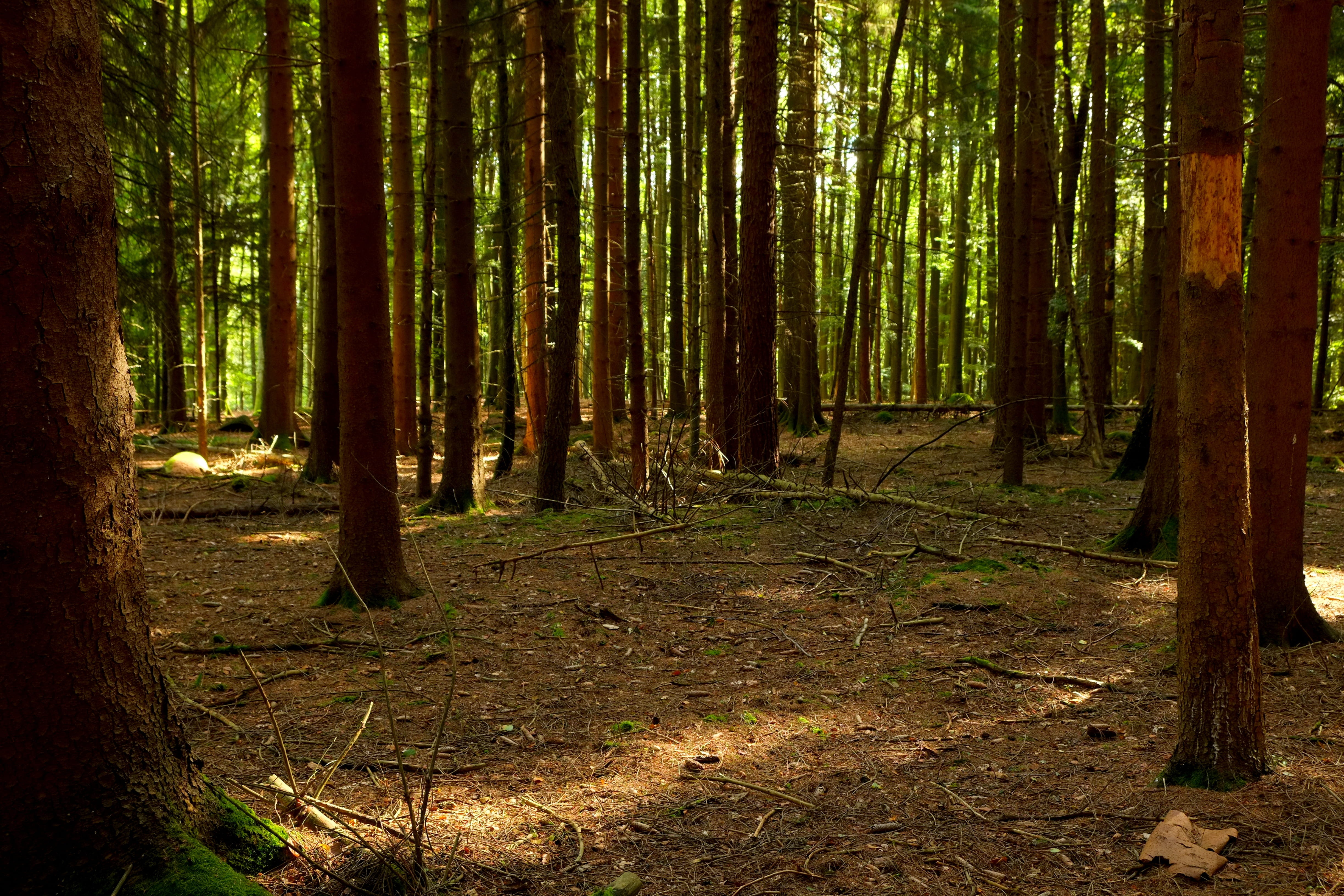 tranquility, Landscape, non-Urban Scene, bark, landscapes, day, recovery, environment, forest floor, plant, adventure, air, light, green, moss, Away, tree, HD Wallpaper