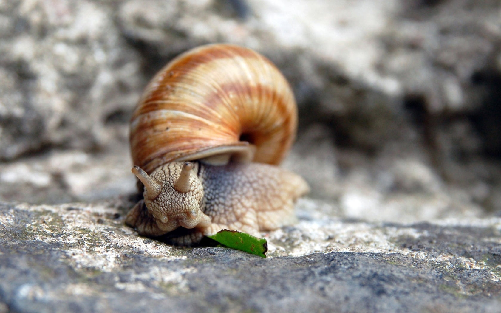 stone, solid, no people, crawling, animal, mollusk, animal wildlife, outdoors, day, brown, gastropod, animal shell, selective focus, animal body part, snail, HD Wallpaper