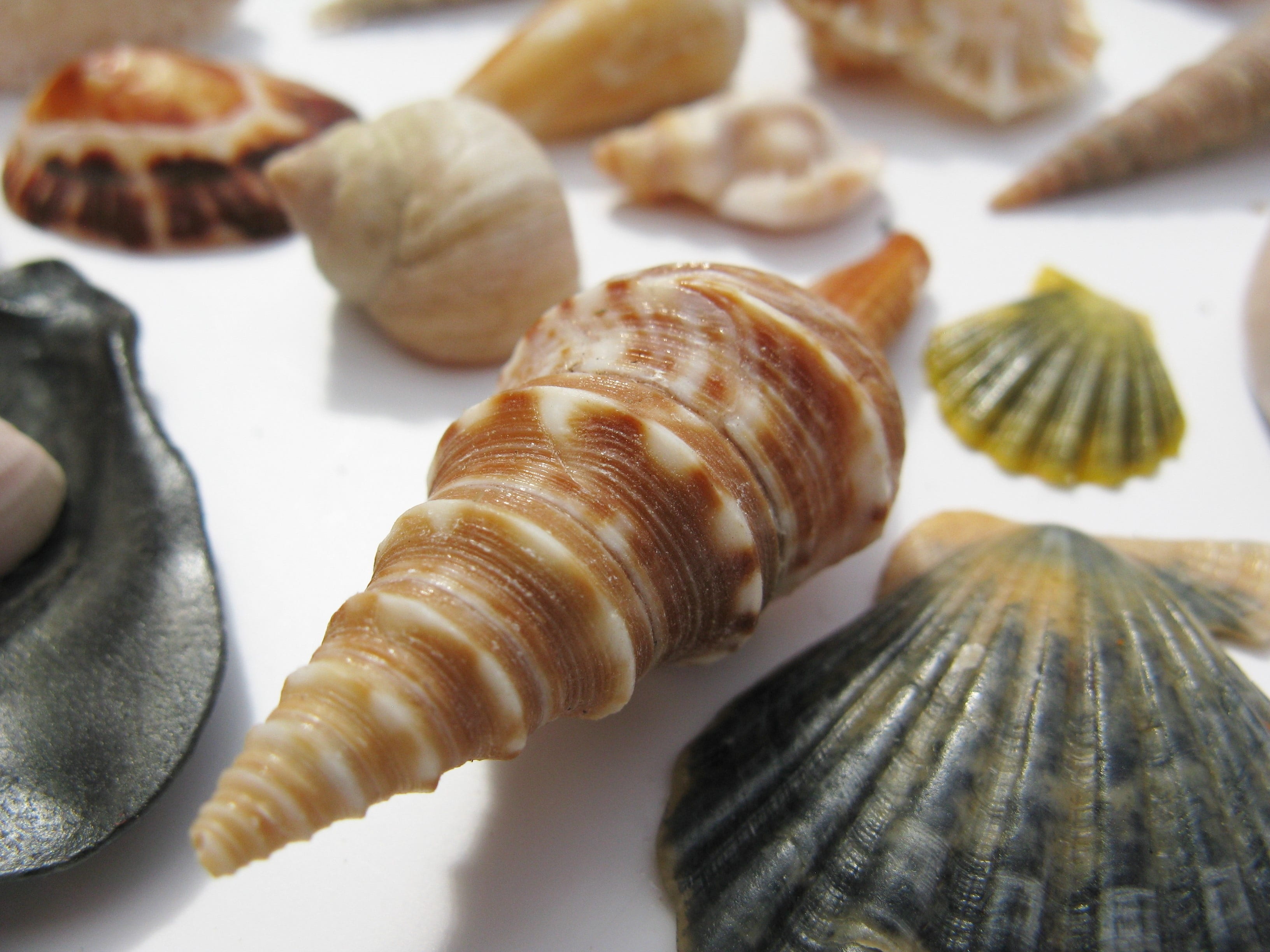 french food, mussels, sea, water snail, healthy eating, food, macro, meeresbewohner, high angle view, close, animal shell, molluscs, choice, animal world, HD Wallpaper