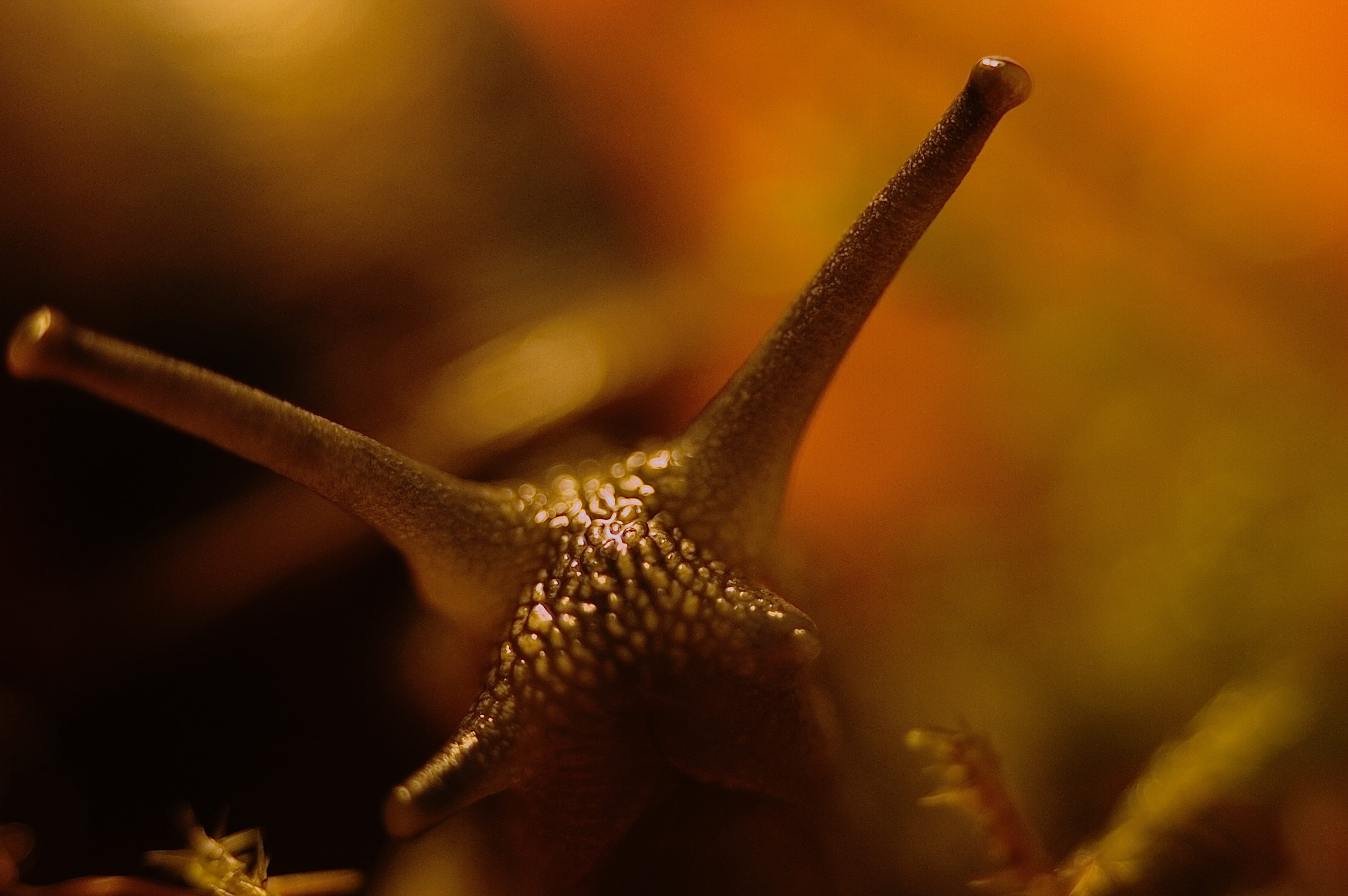 biology, spiral, invertebrate, nature, single object, mollusk, gastropod, animal antenna, snail, close-up, business, slowly, extreme close-up, animal body part, HD Wallpaper