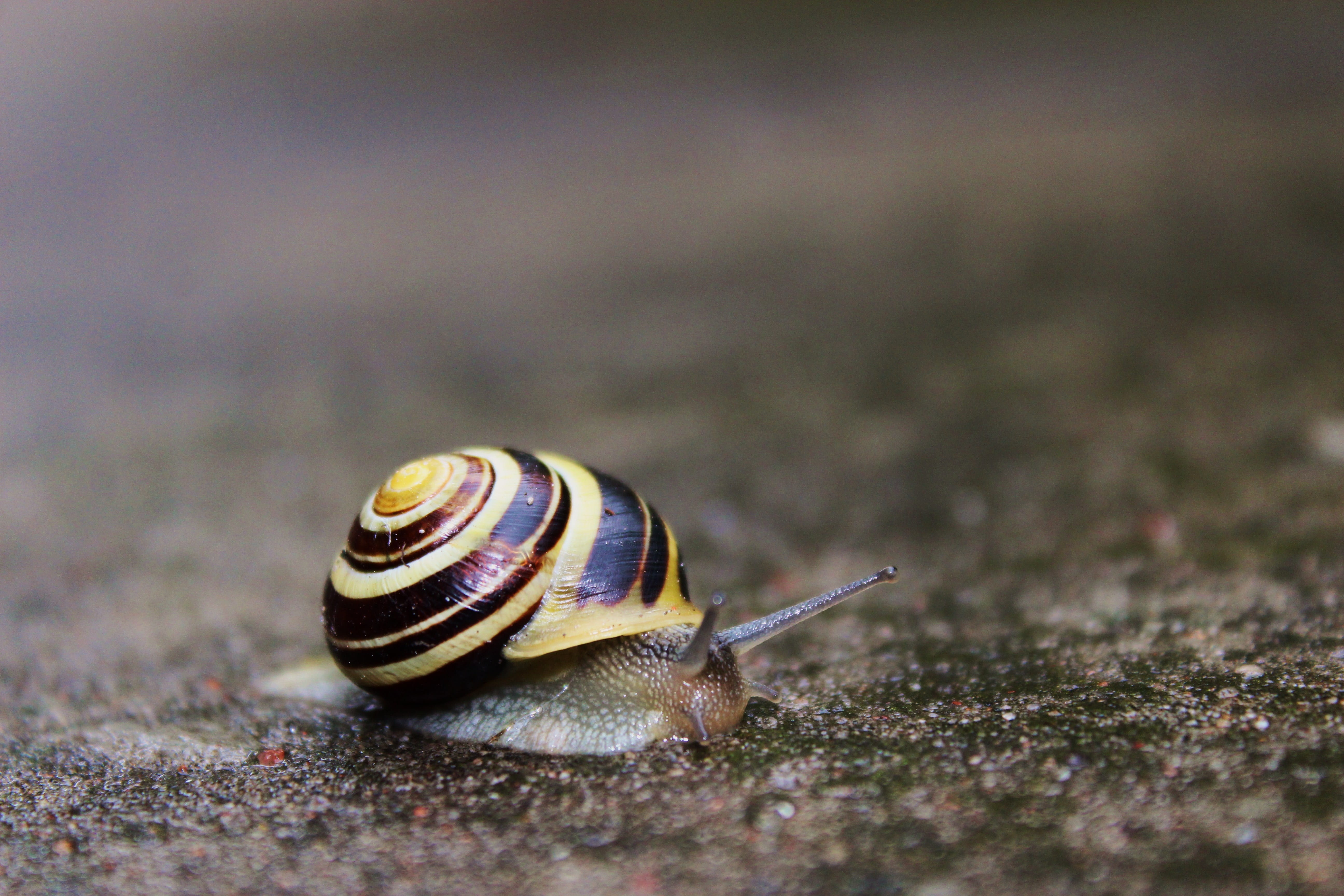 sticky, seashell, alive, shellfish, shell, animal themes, invertebrate, scallop, mollusk, gastropod, surface level, close-up, animal, a house for snails, HD Wallpaper