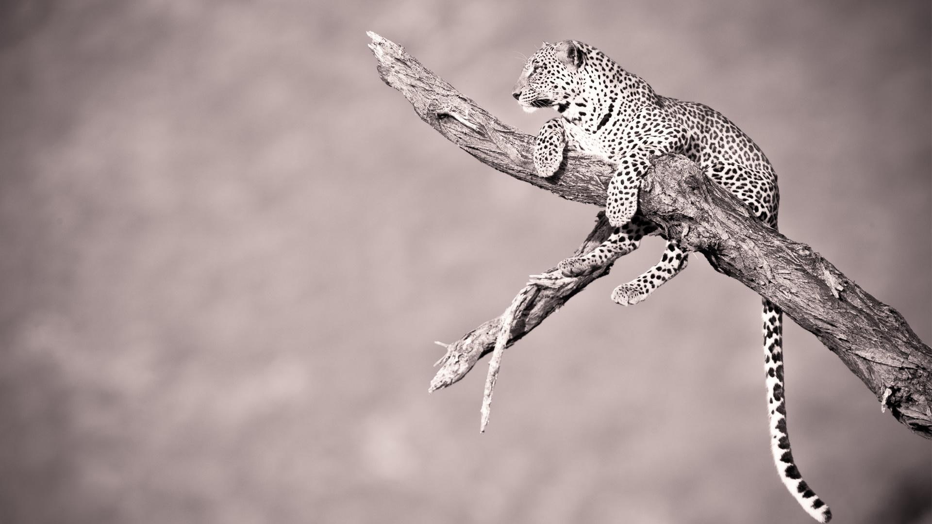 overwatch, leopard, 3d and abstract, sentry, 1080P, sight, readiness, HD Wallpaper