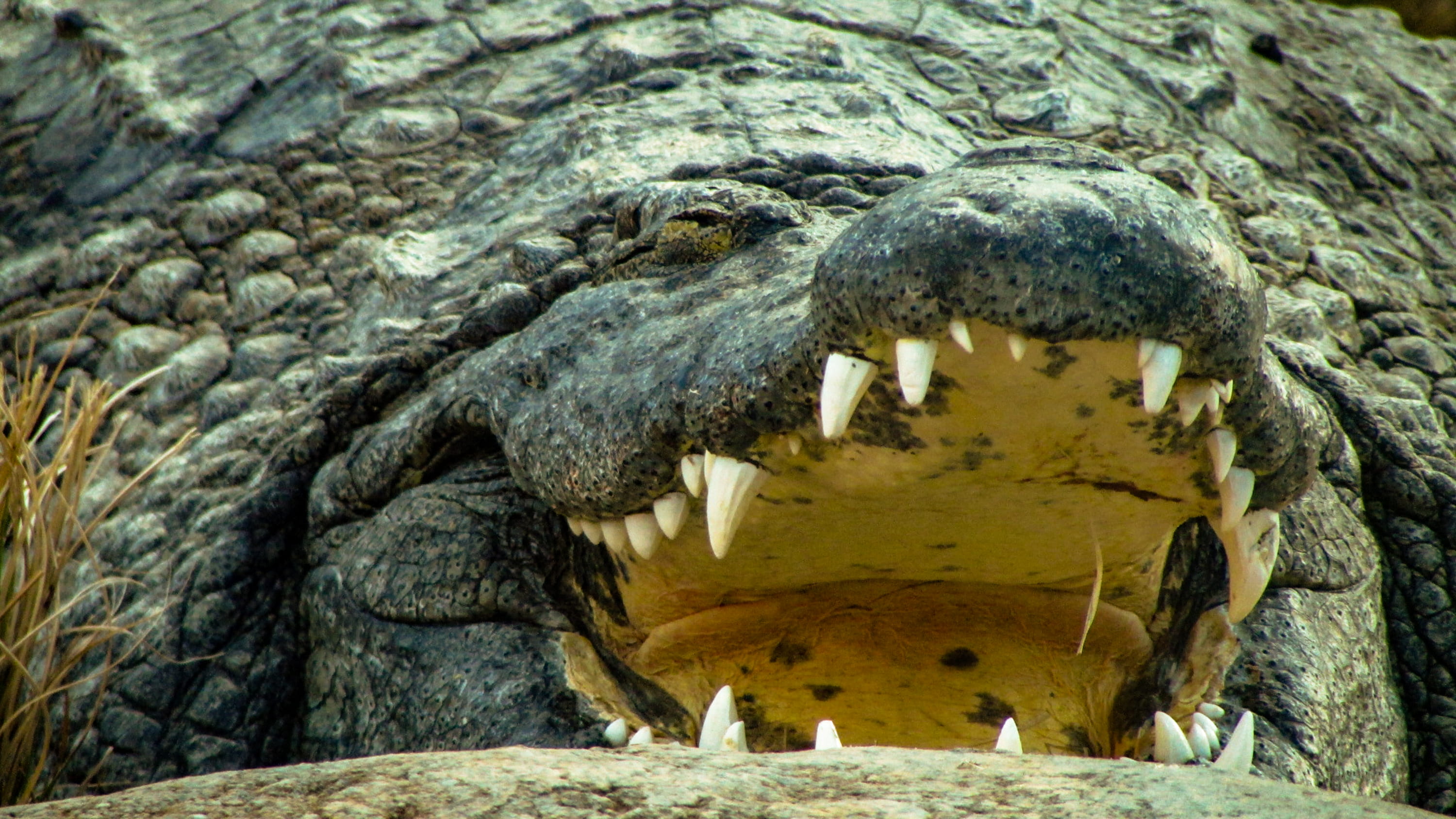 spotted tongue, outdoors, usa, animals in the wild, aggression, mouth, zoo, mouth open, bird, animal head, memphis zoo, underwater, jaws, vertebrate, alligator, HD Wallpaper