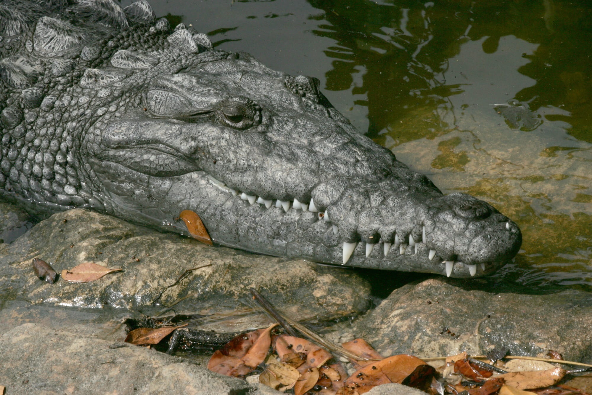 rock, day, animal body part, lizard, alligator, reptile, vertebrate, saltwater, animal wildlife, animal themes, animal, water, 1080P, jungle, nature, animals in the wild, HD Wallpaper