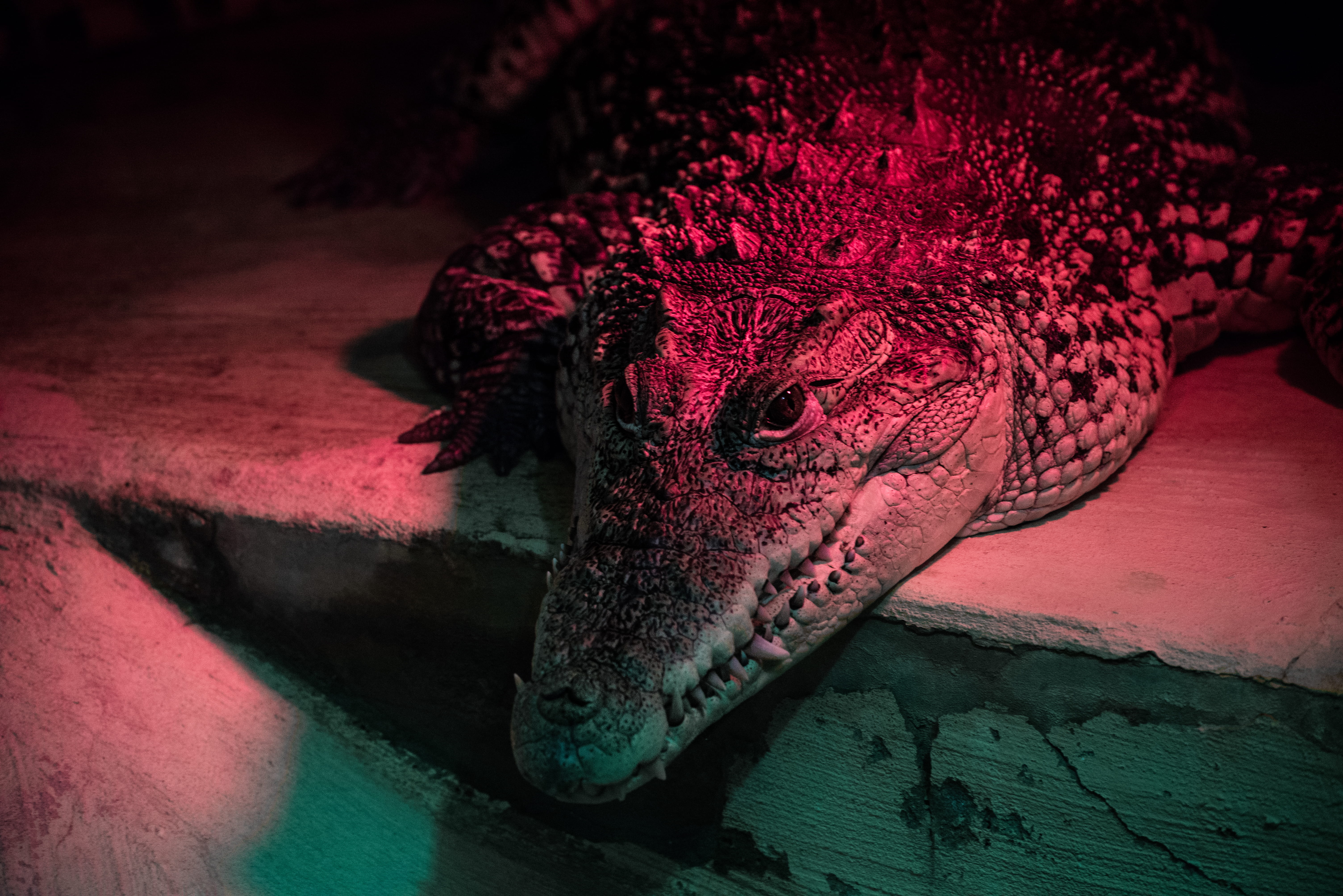 alligator, one animal, white, animal wildlife, animal body part, indoors, animals in the wild, close-up, croc, animal scale, gray, surface, reptile, red, HD Wallpaper