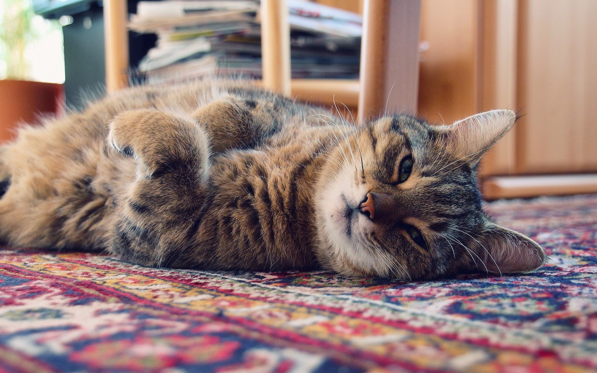 cat, furniture, vertebrate, animal themes, tabby, feline, indoors, domestic animals, whisker, domestic, cat  widescreen retina imac, lying down, 1080P, HD Wallpaper