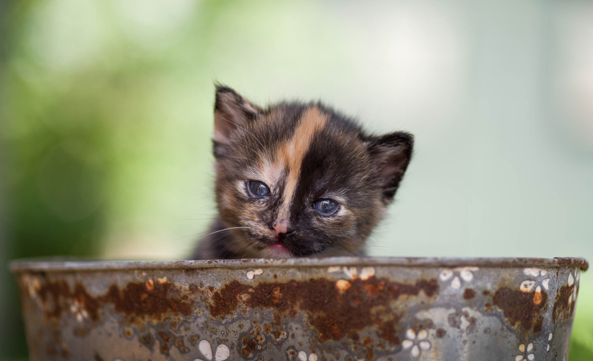 Taz, kitty, baby, 1080P, look, background, muzzle, HD Wallpaper