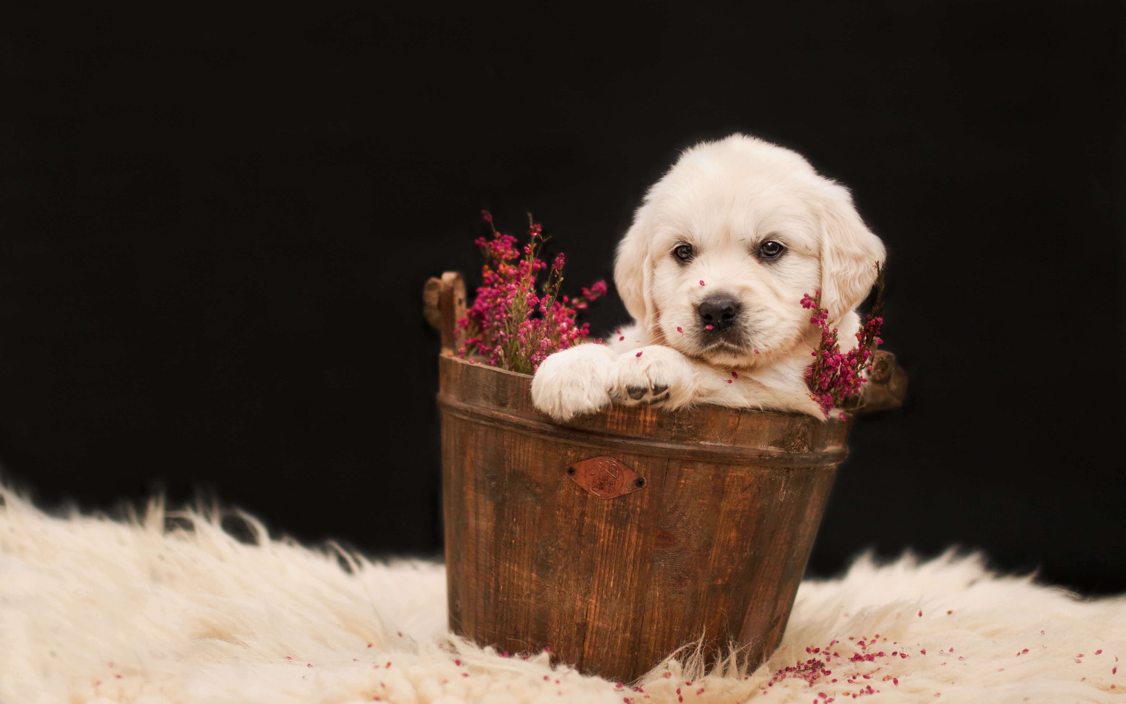 puppy, Taz, fur, background, flowers, 4K, sitting, white, dog, Retriever, Golden, dark, HD Wallpaper