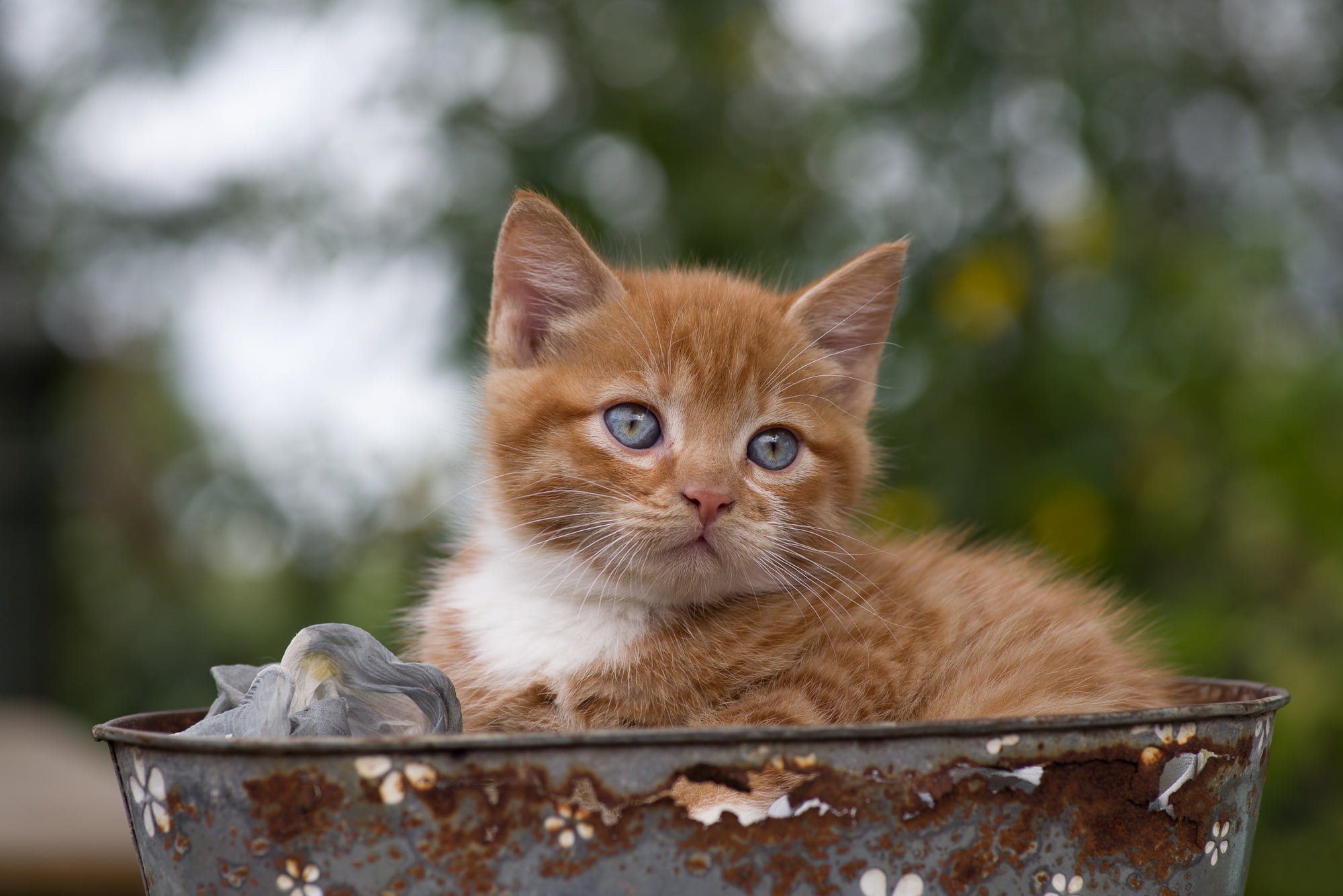 1080P, red, Taz, kitty, HD Wallpaper