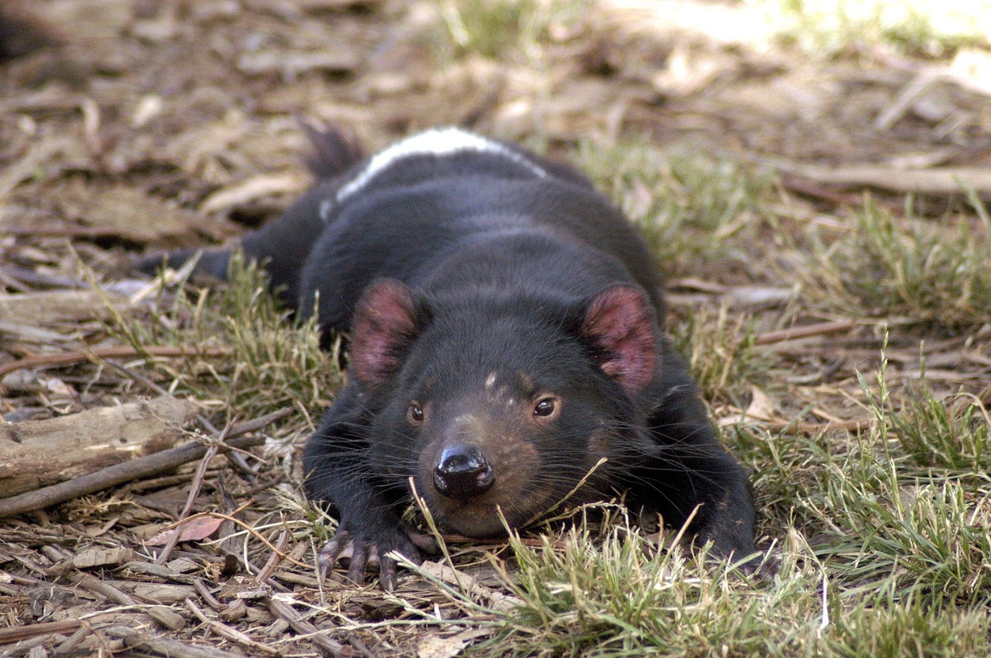 nature, black Color, large, animal, day, small animal, animal themes, wildlife, forest, whisker, tasmanian devil, field, vertebrate, focus on foreground, HD Wallpaper