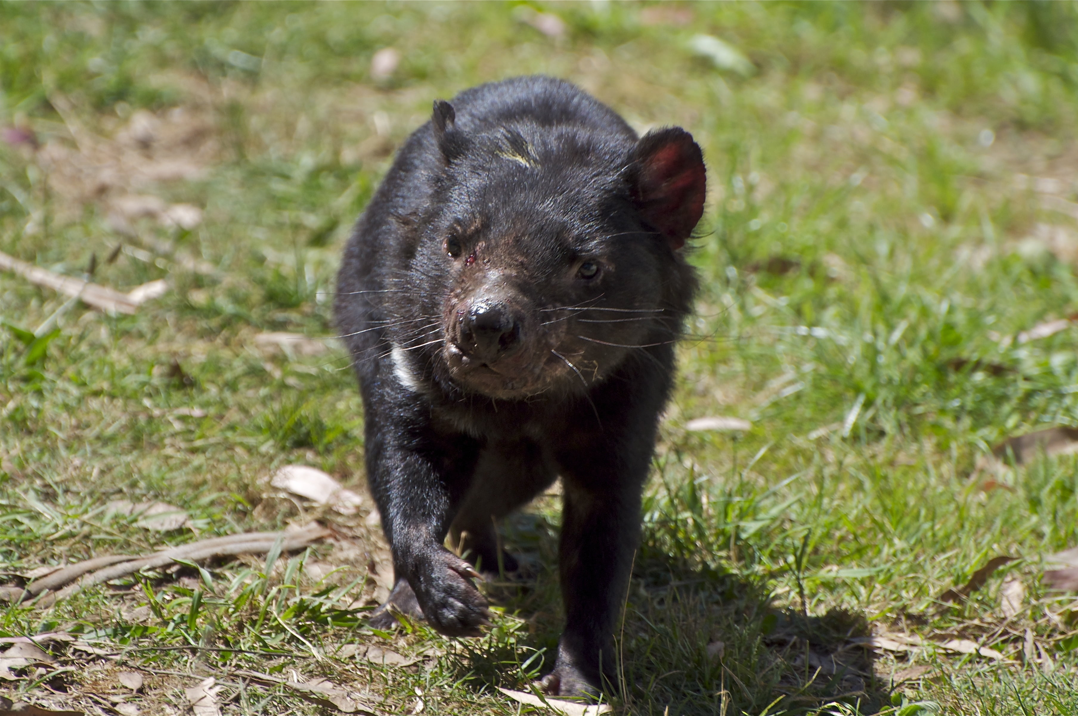 focus on foreground, small, walking, mammal, carnivore, young Animal, black, large, animal wildlife, day, land, animal, forest, one Animal, tasmanian devil, HD Wallpaper