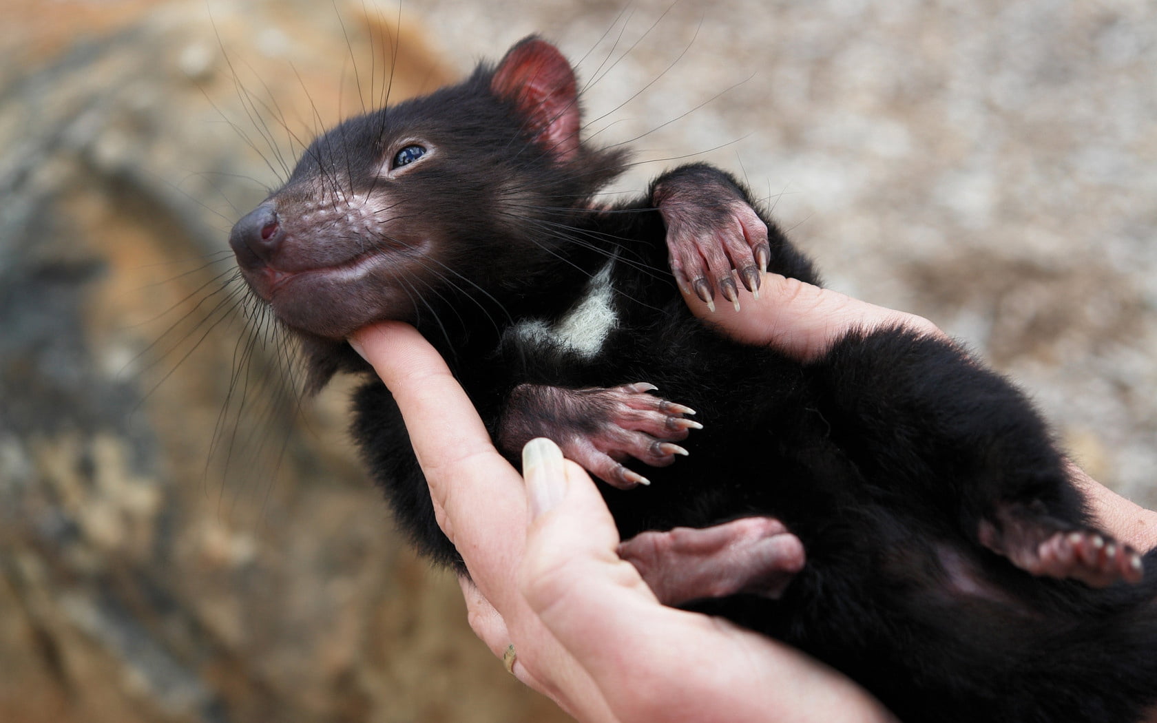 animal head, focus on foreground, animal Nose, rodent, animal body part, 720P, domestic, animals And Pets, day, tasmanian devil, brown, black, cute, marsupial, HD Wallpaper
