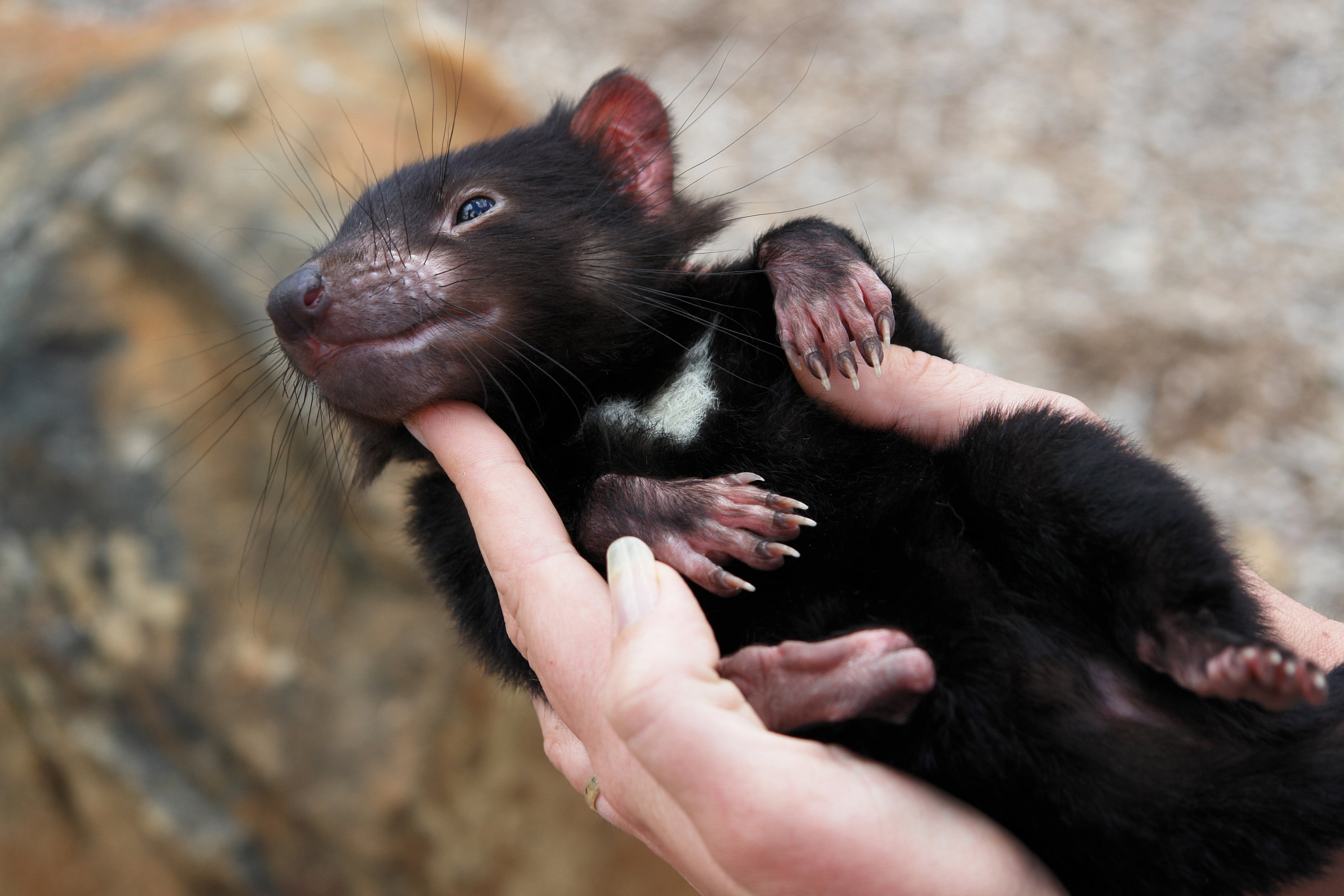 outdoors, black Color, pets, animal Nose, finger, animal, young Animal, looking, animal wildlife, rat, brown, human body part, cute, mammals, mammal, domestic, HD Wallpaper