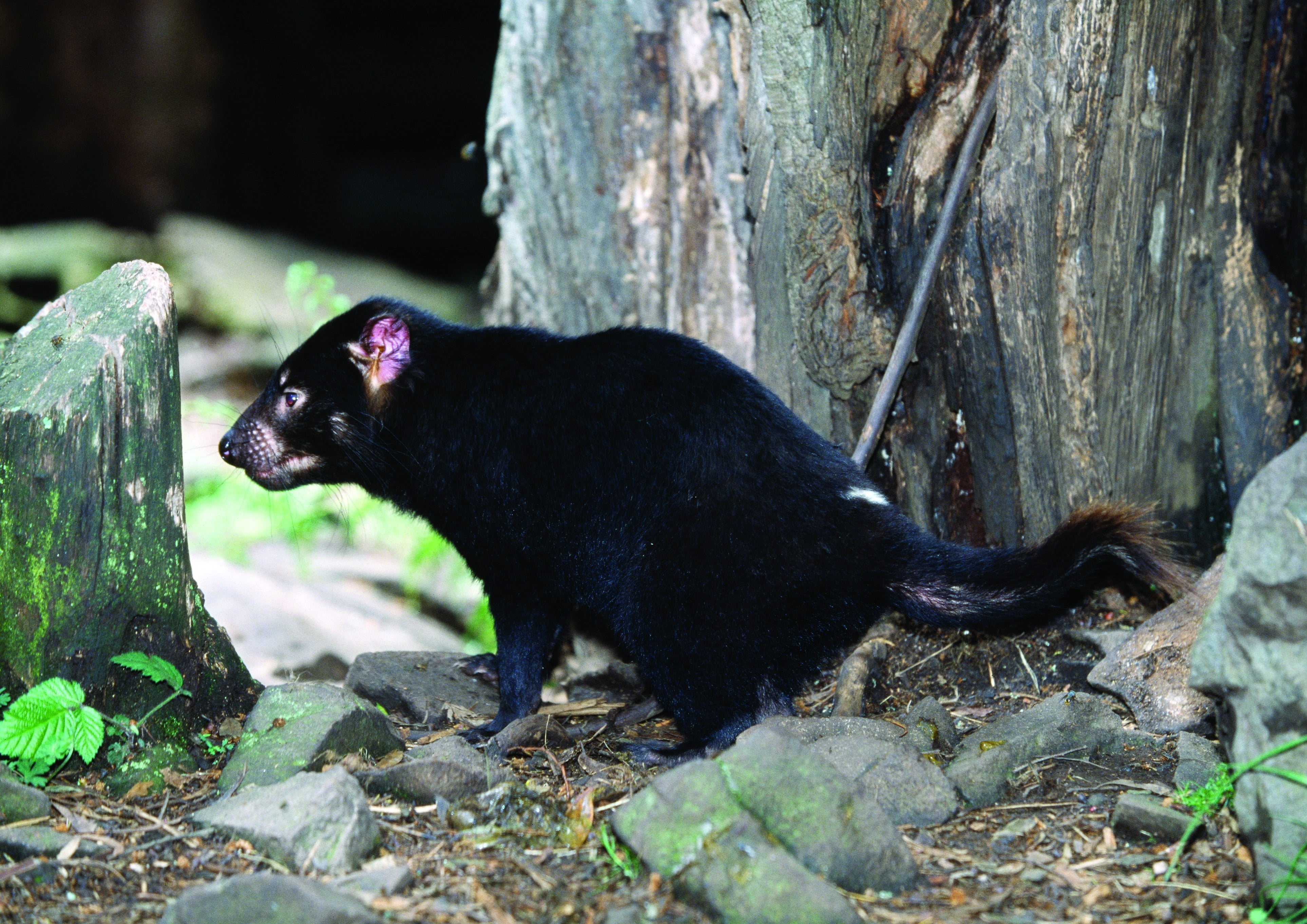 devil, tree, mammal, cute, no people, plant, rock, tasmanian, zoo, 4K, grass, wildlife, solid, outdoors, small, tasmanian devil, side view, vertebrate, HD Wallpaper