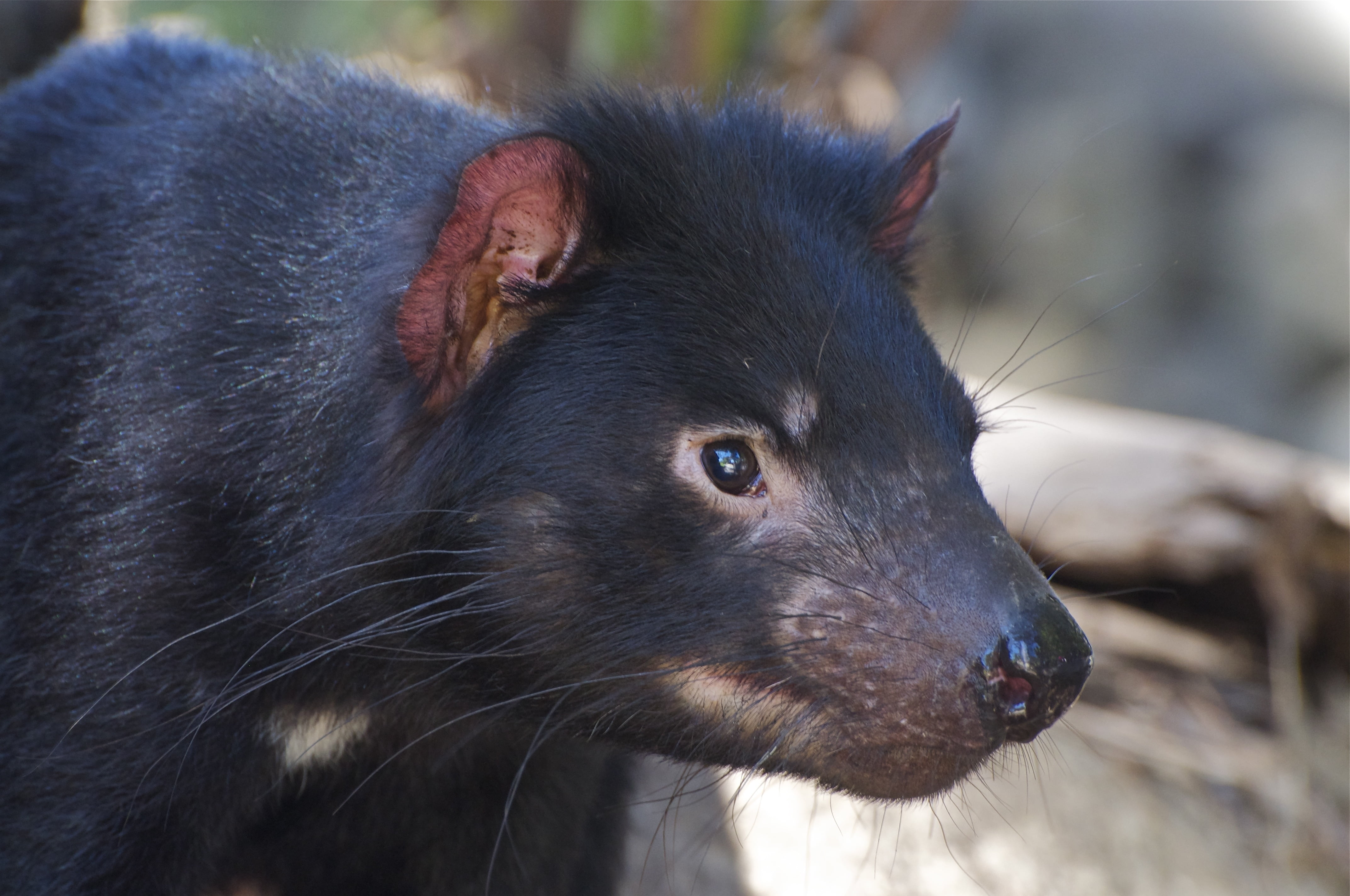 close-up, brown, snout, day, mammal, vertebrate, animals In The Wild, black Color, no people, hair, color, cute, animal eye, nose, tasmanian devil, looking, HD Wallpaper