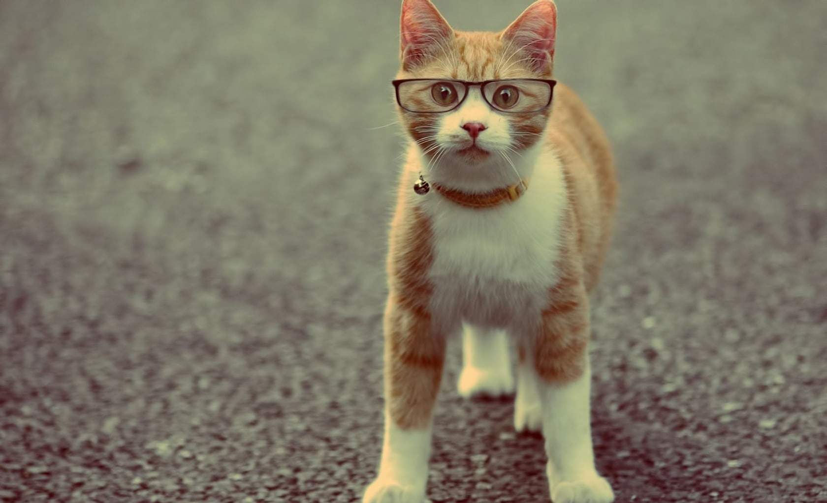Funny, focus on foreground, domestic animals, looking at camera, 720P, one animal, whisker, Geek, white, pets, standing, looking, mammal, domestic cat, HD Wallpaper