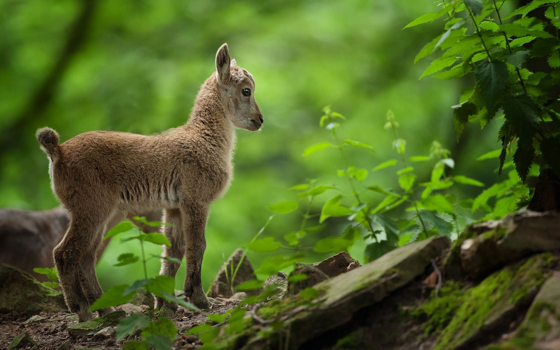 green, goat, baby, 1080P, hd, animals, HD Wallpaper