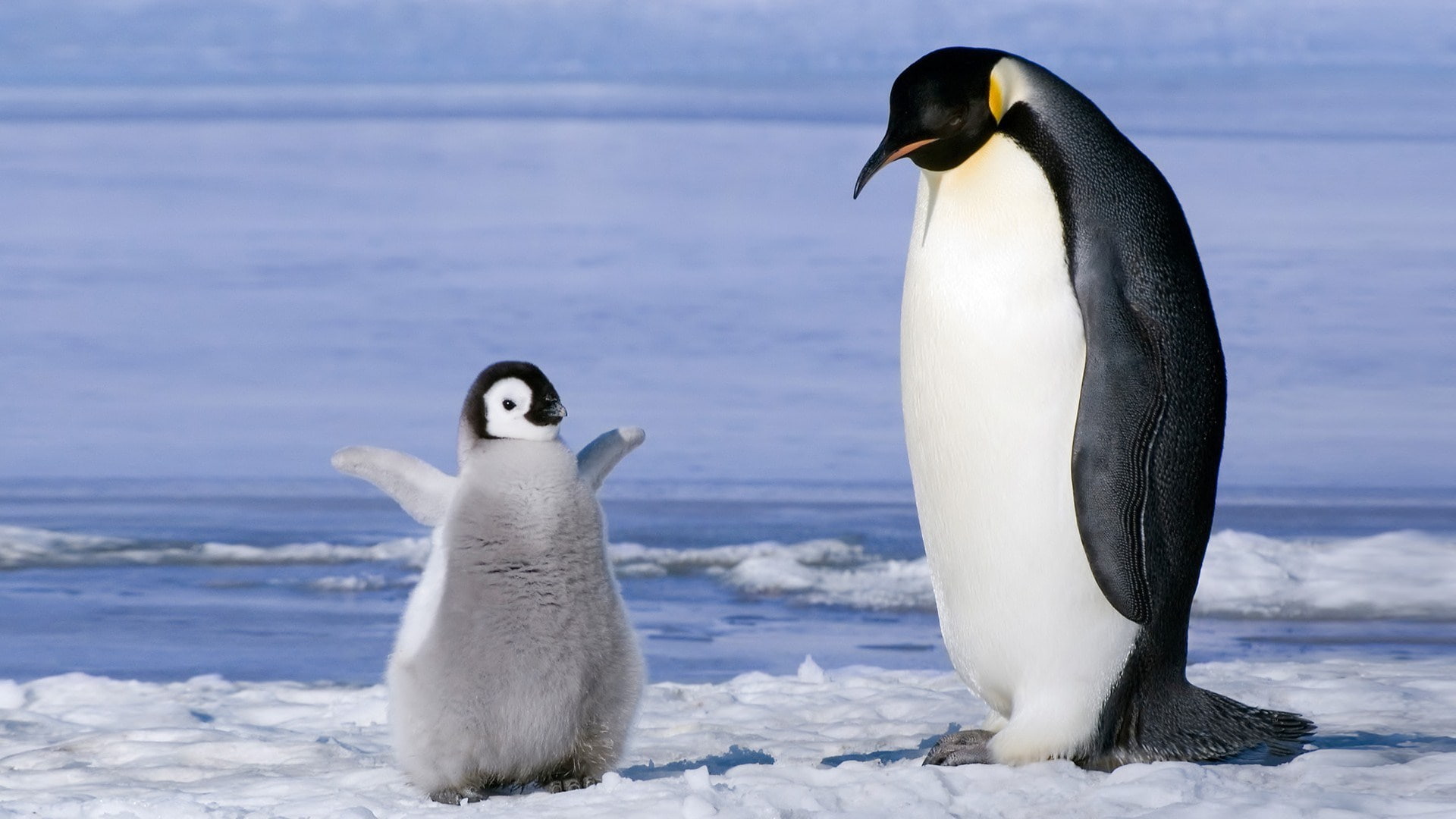  nature, ice, penguin, baby, cute, animal, 1080P, HD Wallpaper