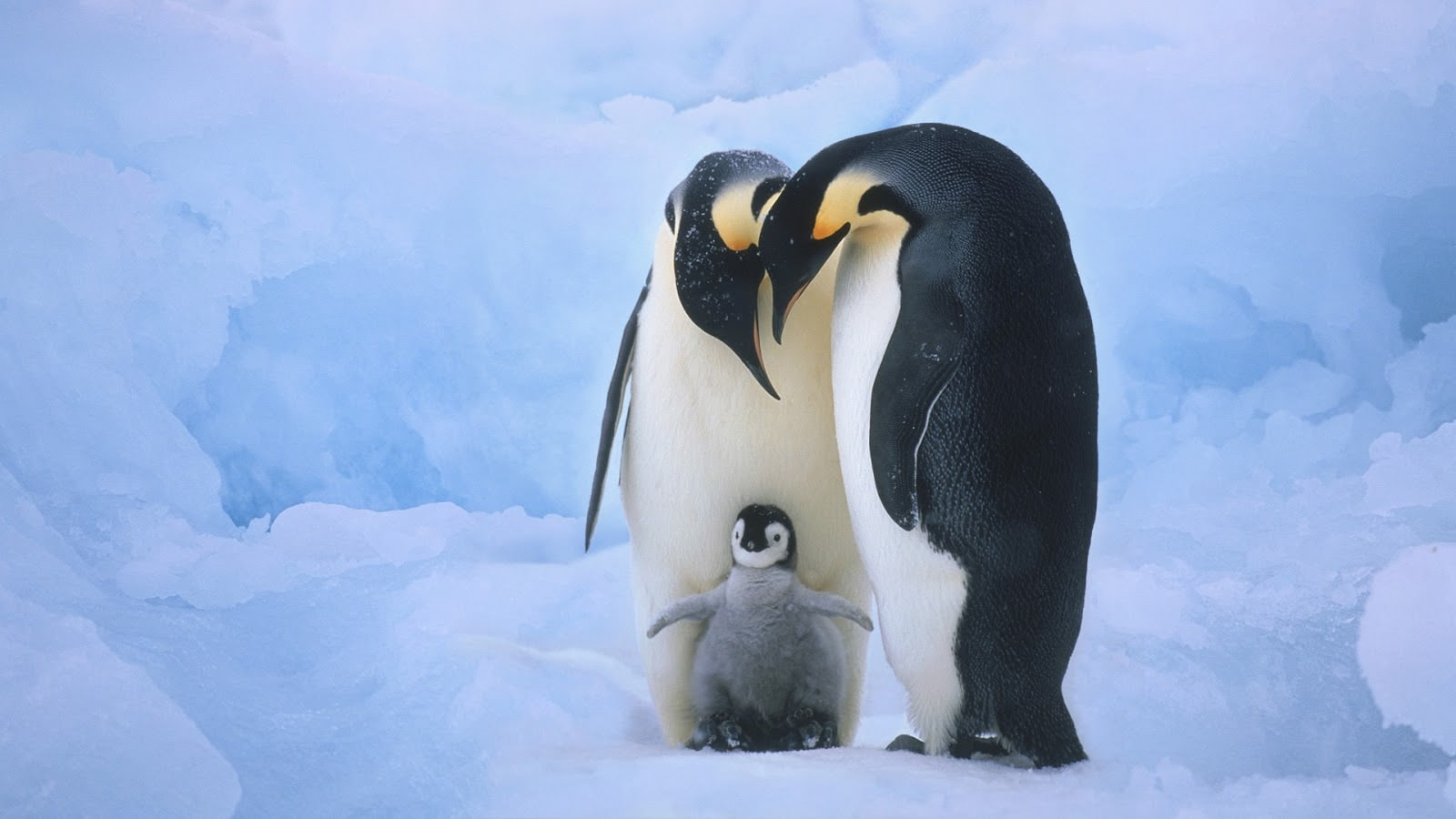 baby, ice, 720P, penguin, cute, christmas, HD Wallpaper