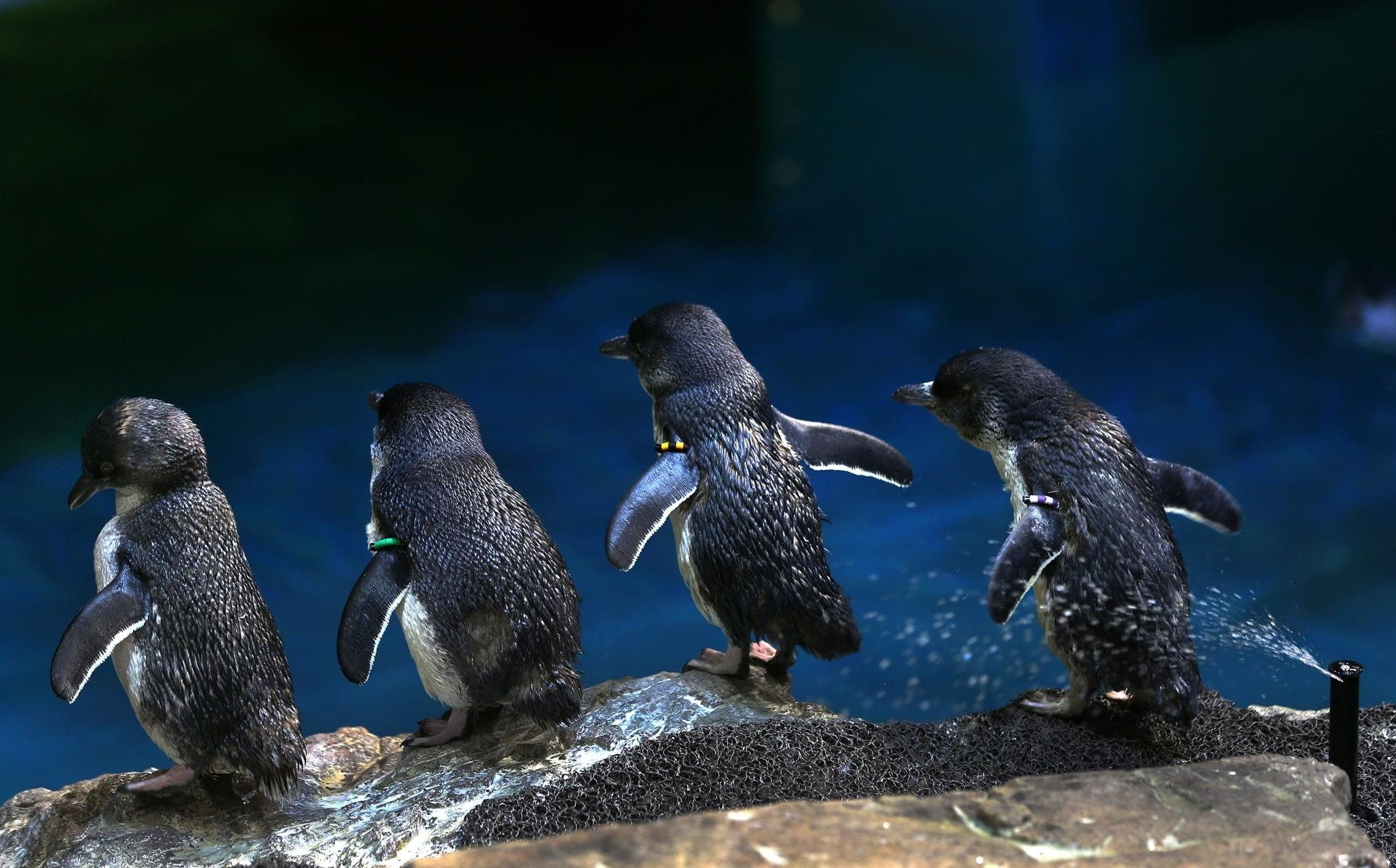 Cute, Penguin, Birds, Animal, Baby Animal, 1080P, Bird, HD Wallpaper