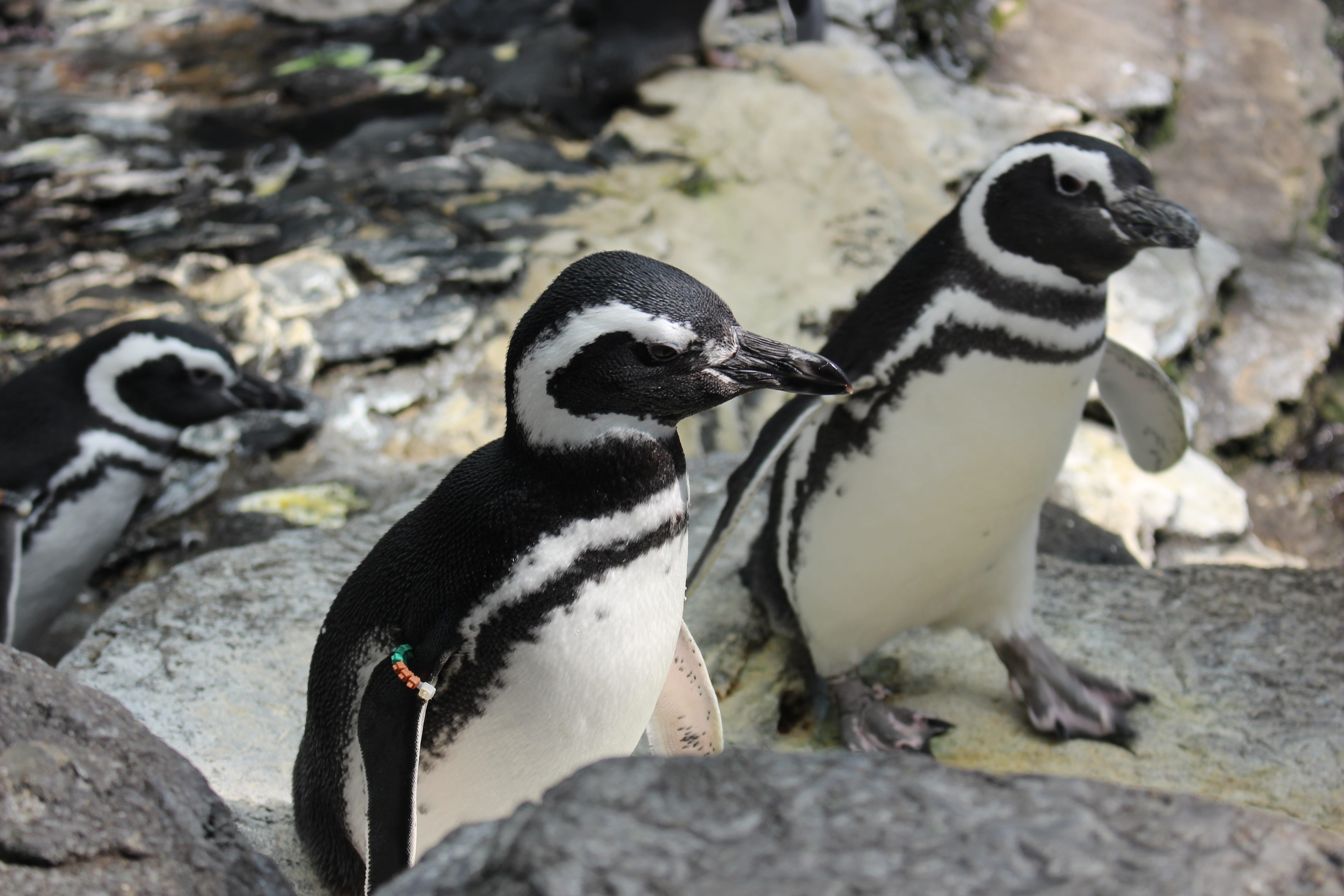 nature, bird, water, animal, polar, animal family, animals, vertebrate, full length, outdoors, 5K, penguin, group, animals in the wild, wild, animal wildlife, HD Wallpaper