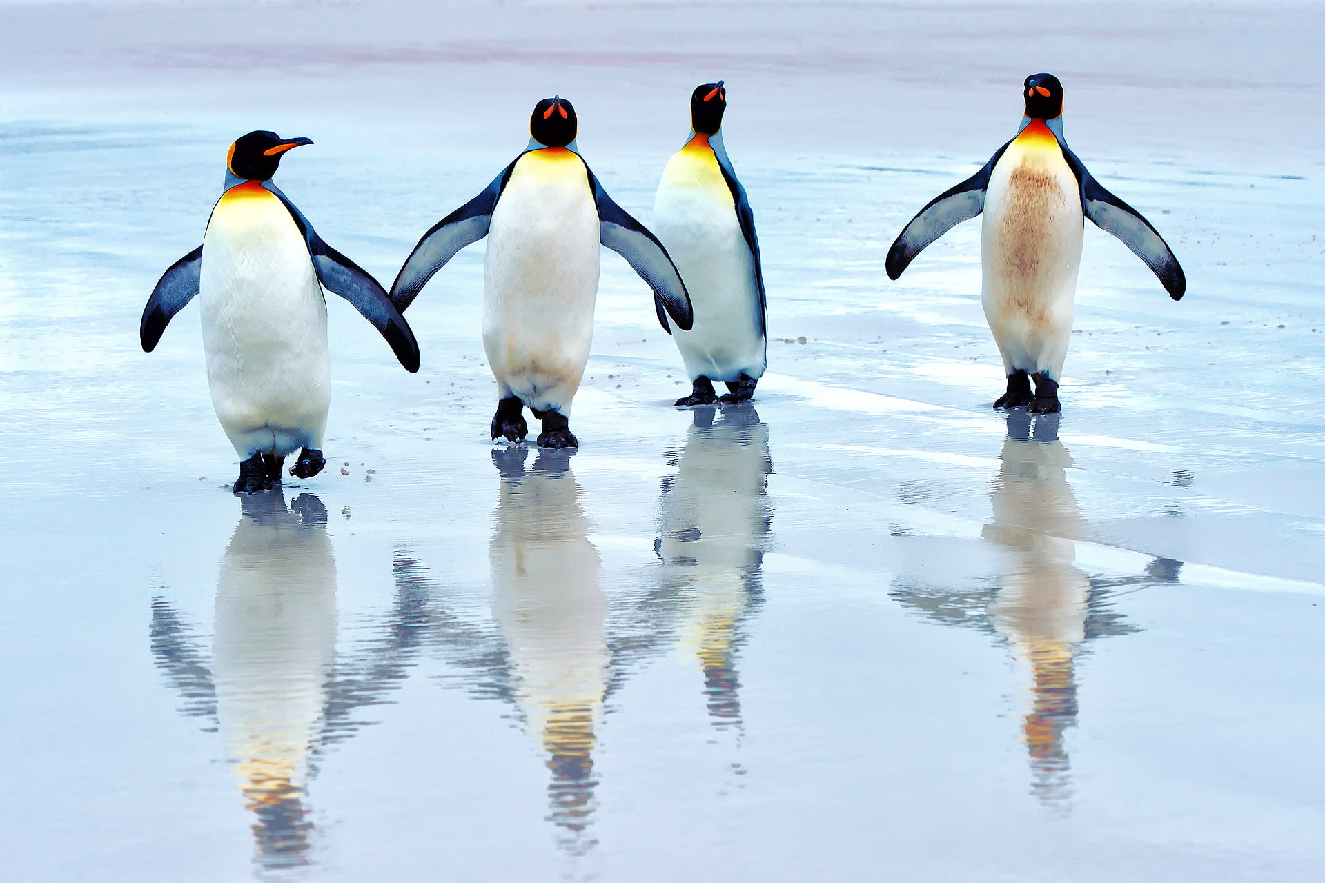 penguin, 1080P, ice, baby, christmas, cute, HD Wallpaper