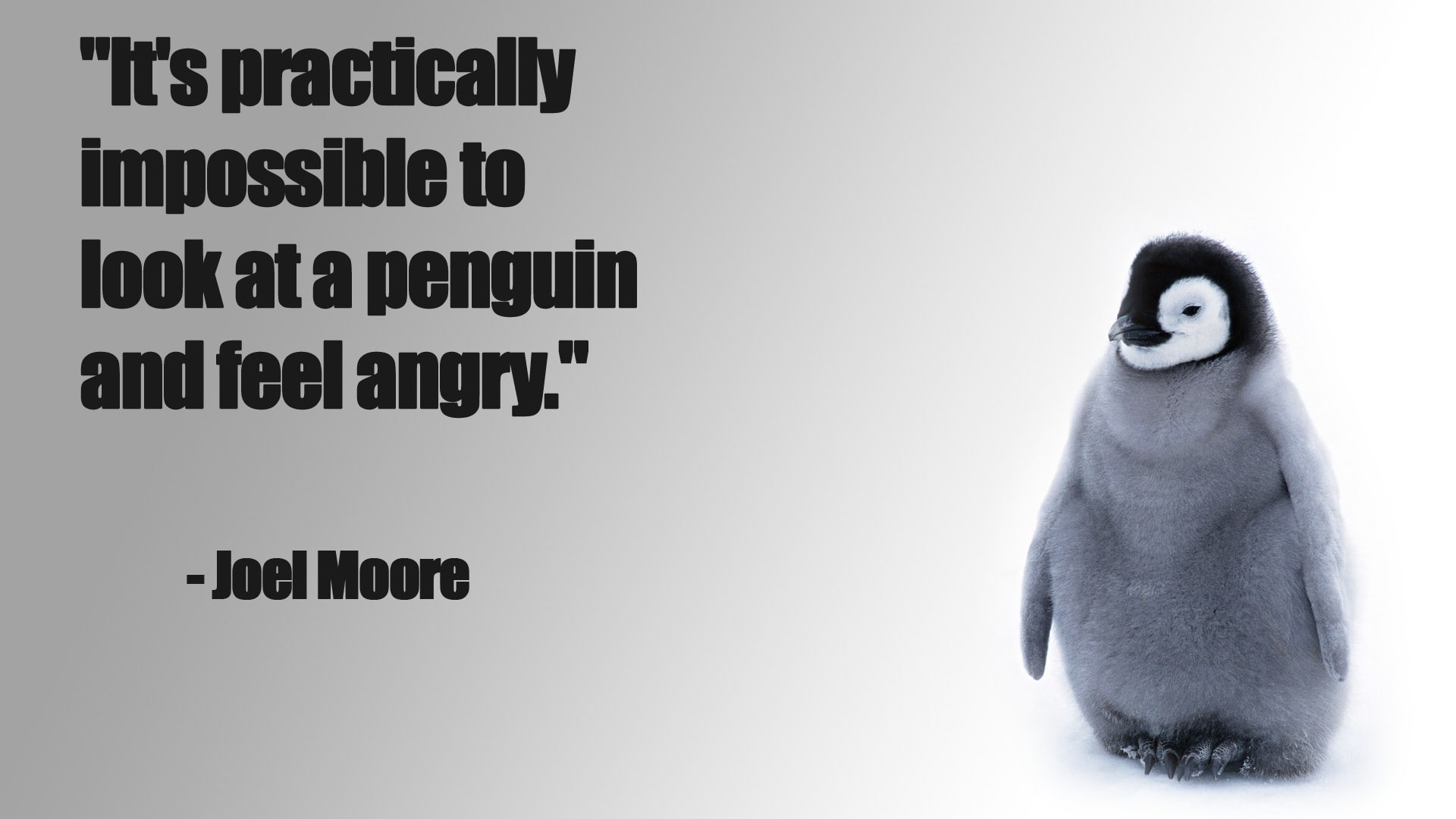 baby, cute, penguin, Chick, snow, funny, 1080P, HD Wallpaper
